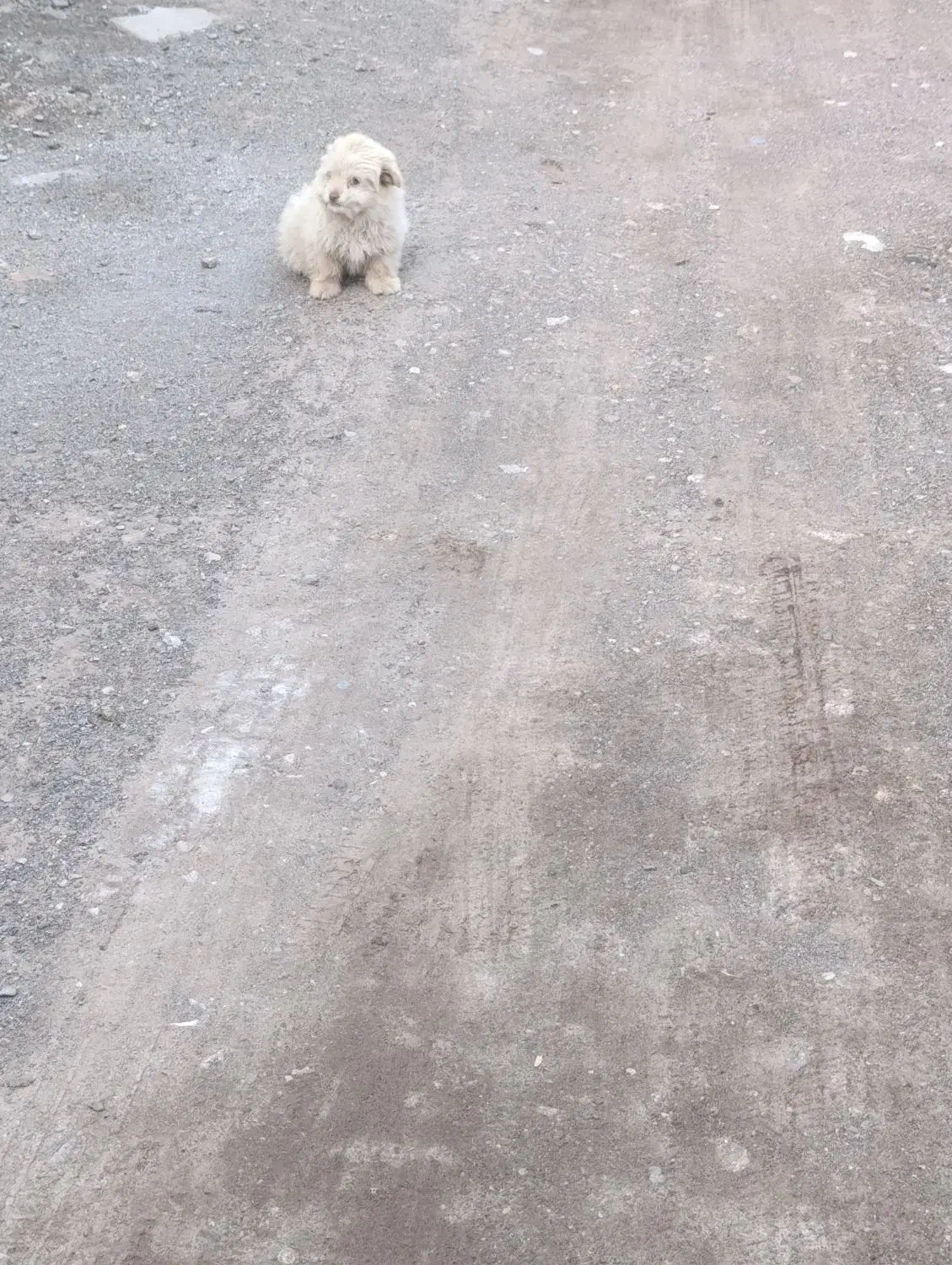 سگ پاکوتاه|سگ|رفسنجان, |دیوار