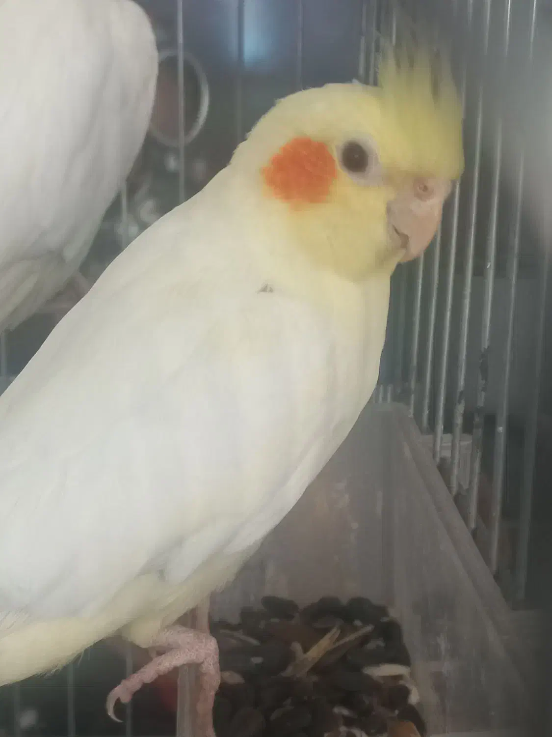 فروش یک جفت عروس هلندی|پرنده|شیراز, سایت اداری|دیوار