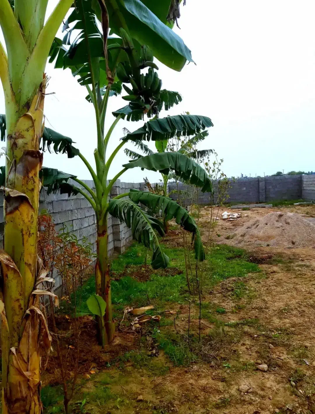 زمین در روستا در روستای نزدیک شوشتر و سند تک برگ|فروش زمین و ملک کلنگی|شوشتر, |دیوار