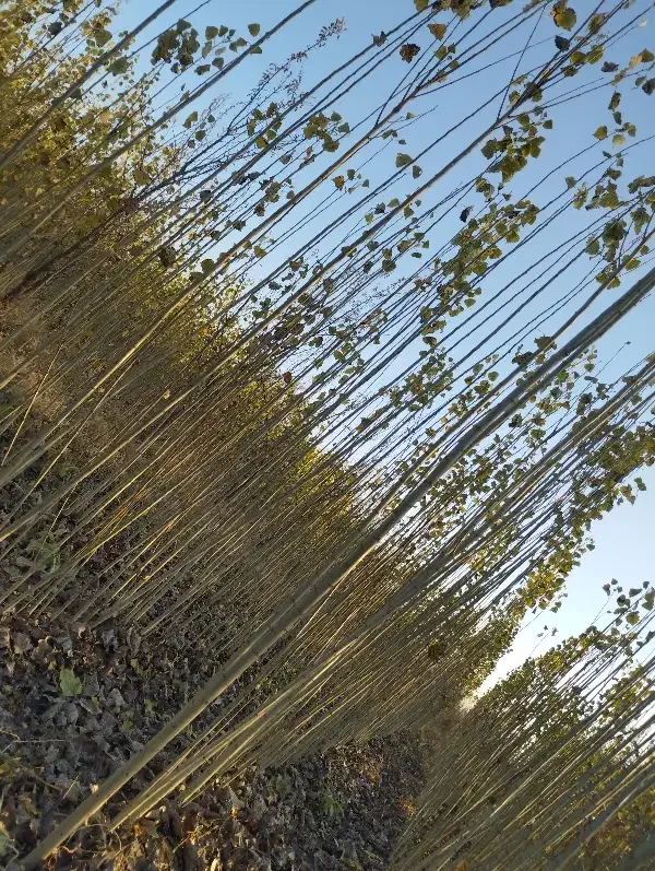 قلمه یا گواخ در زمین خودمون نهال|حراج|خوی, |دیوار