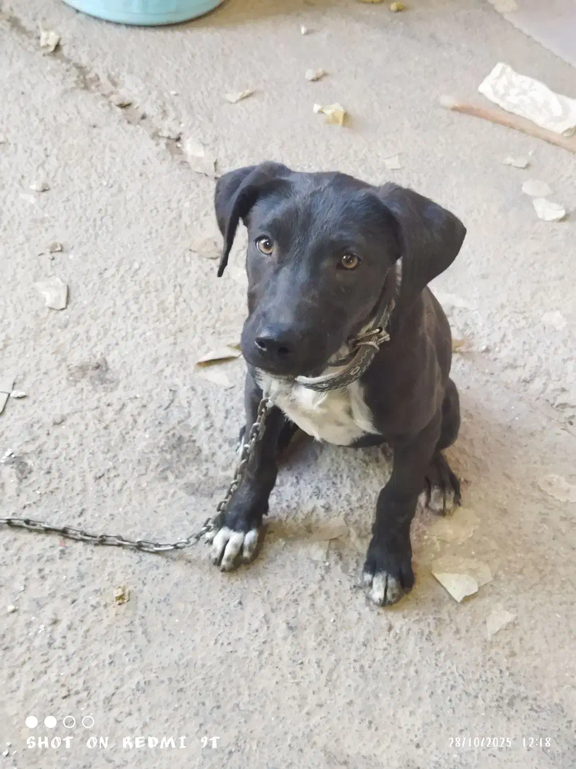 پیت بول واگذاری رایگان|سگ|خاوران, |دیوار