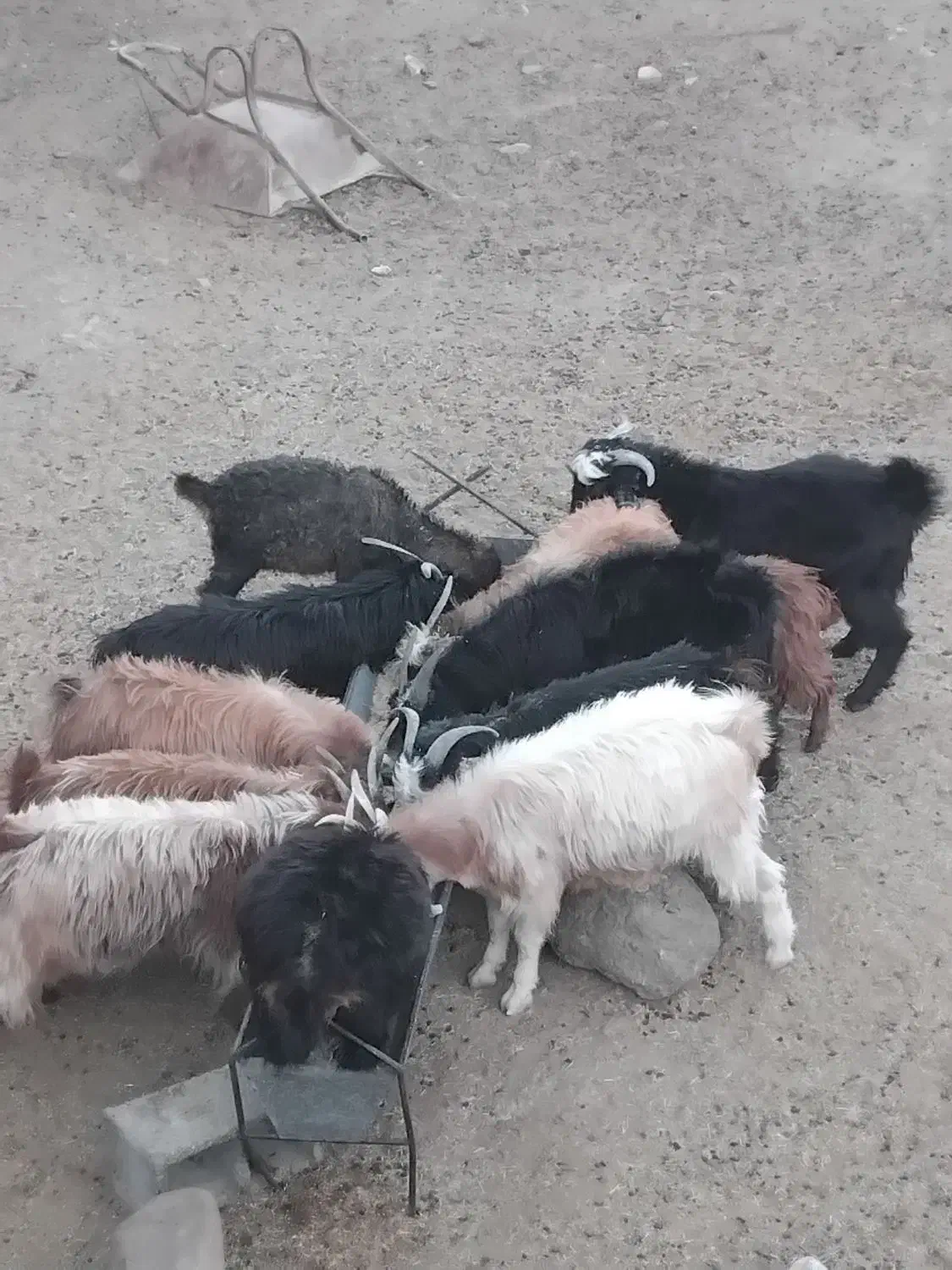 نربزغالهپرواریپروارشدهبابهترینعلوفه|حیوانات مزرعه|بسطام, |دیوار