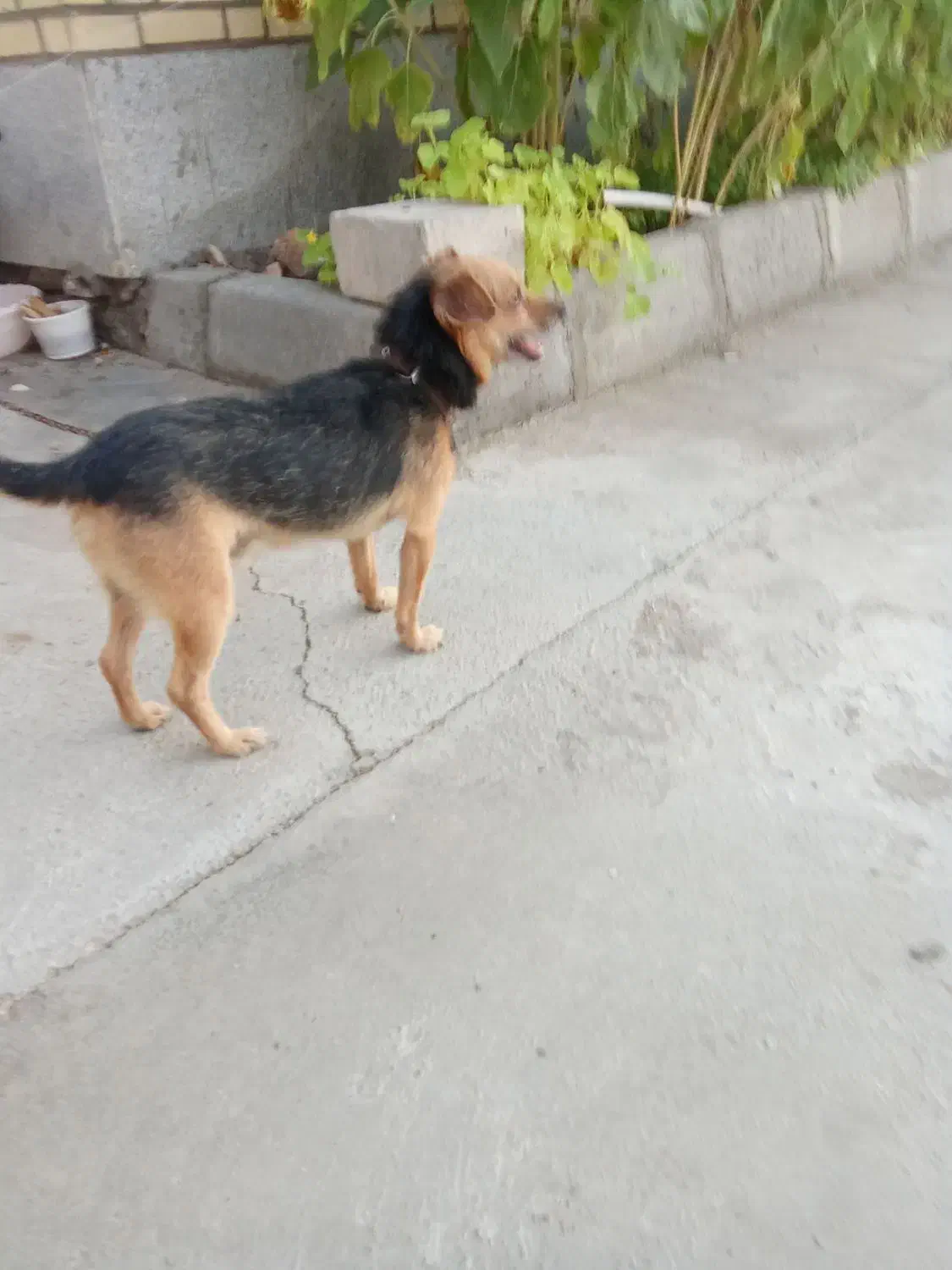 سگ پاکوتاه|سگ|سمنان, |دیوار