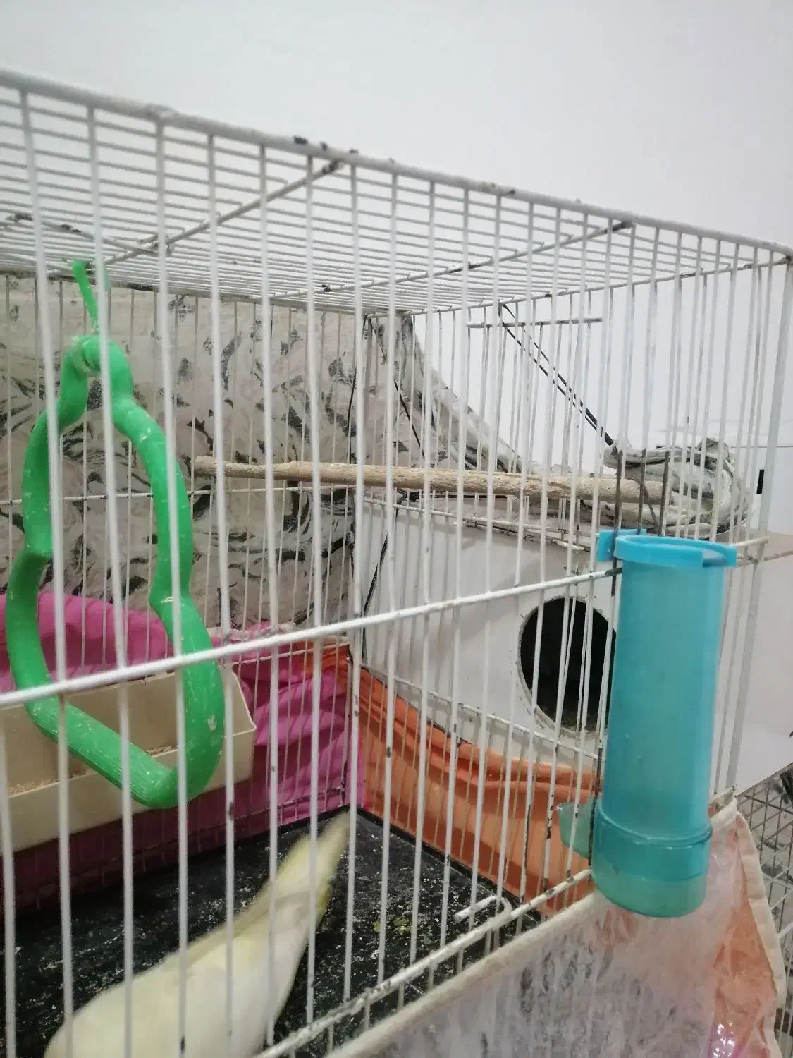 عروس هلندی|پرنده|مشهد, مشکینی (شهرک غرب)|دیوار