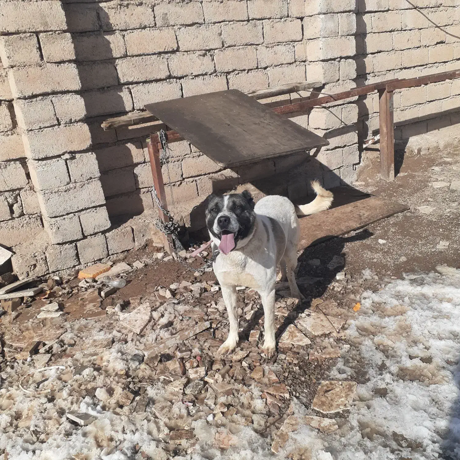 سگ گمشده|حیوانات|خرمدره, |دیوار