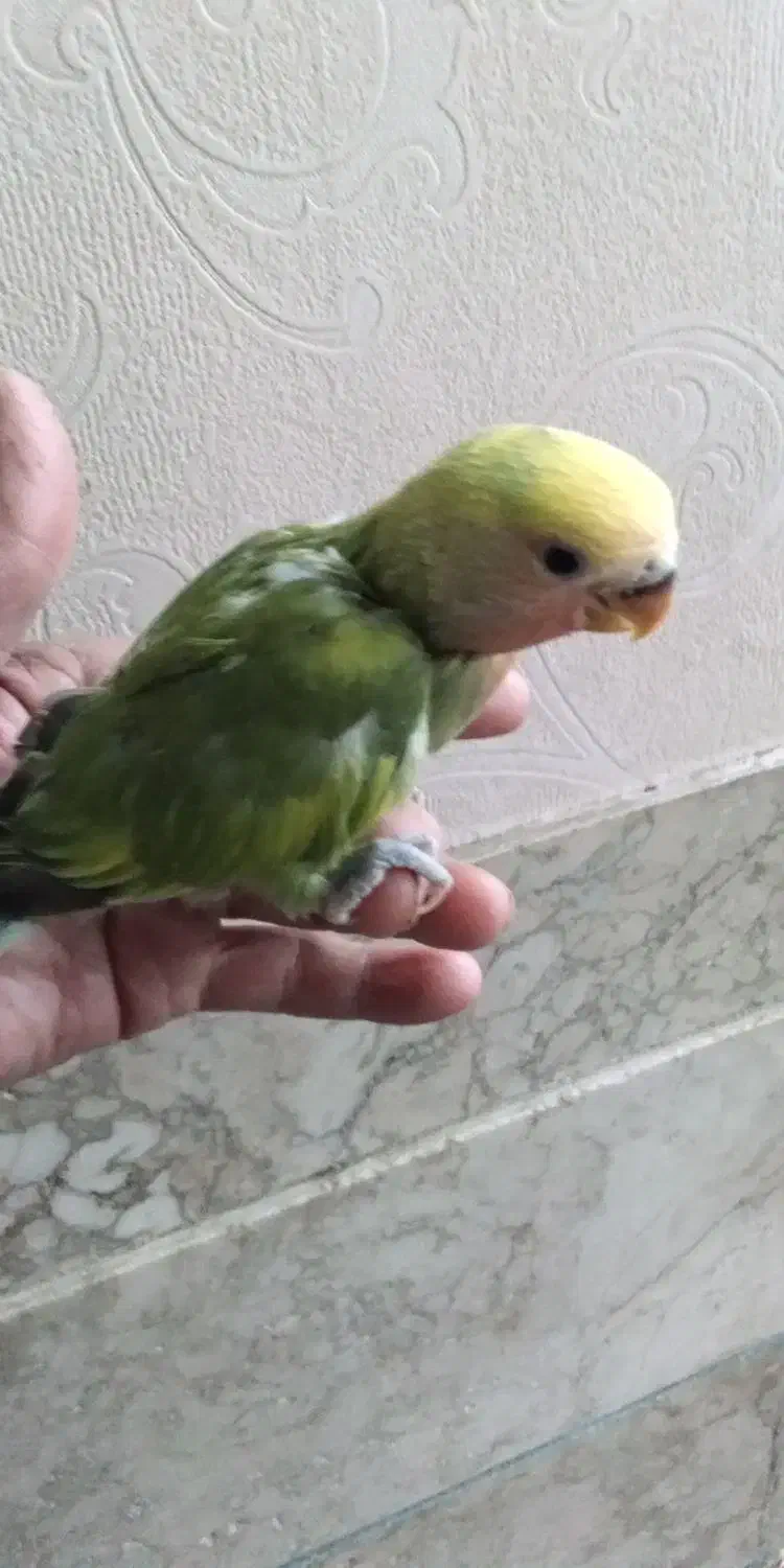 جوجه مرغ عشق و جوجه کوتوله|پرنده|نیشابور, فردوسی جنوبی|دیوار