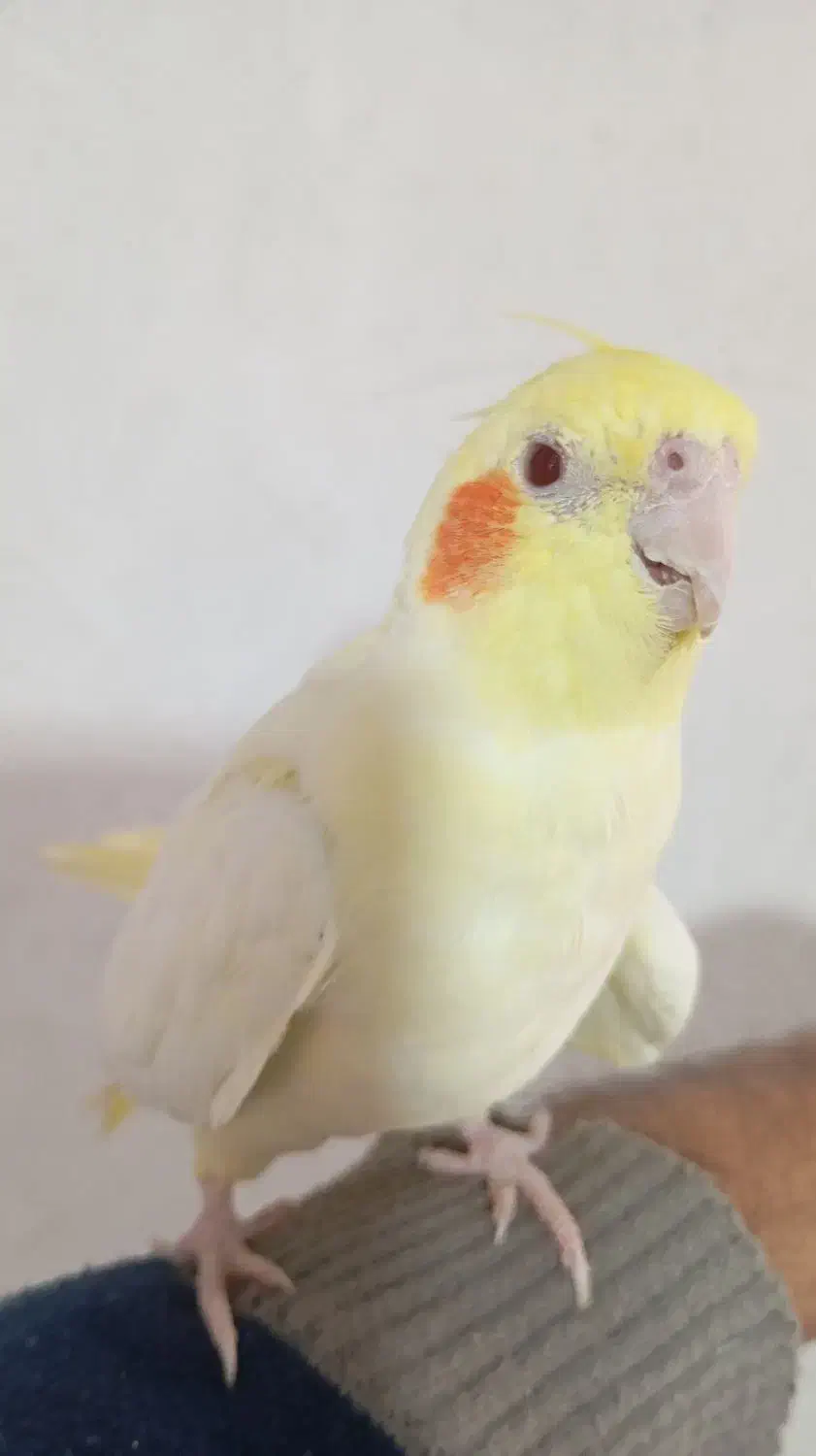 مرغ عروس دستی|پرنده|آران و بیدگل, |دیوار