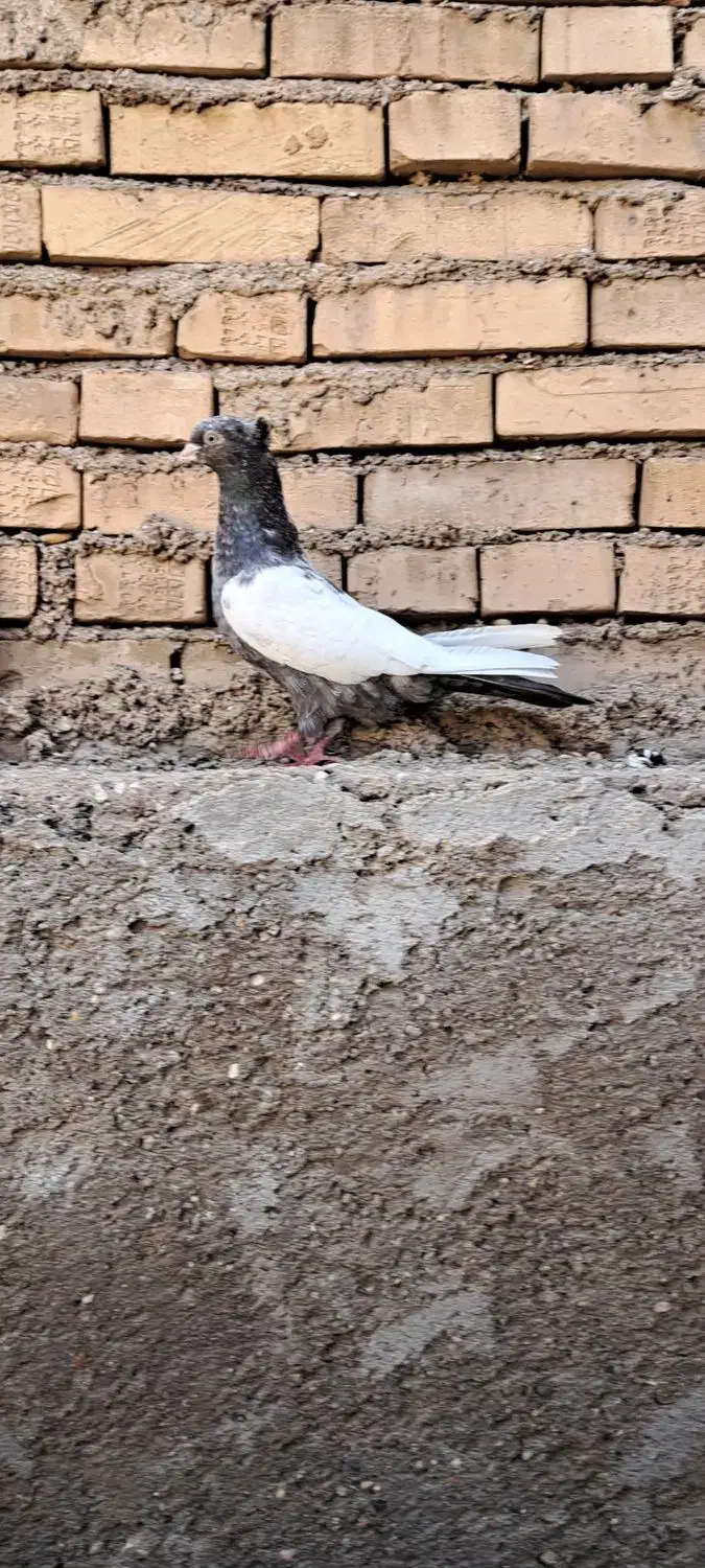 کبوترماده کت برف|پرنده|باوی, |دیوار