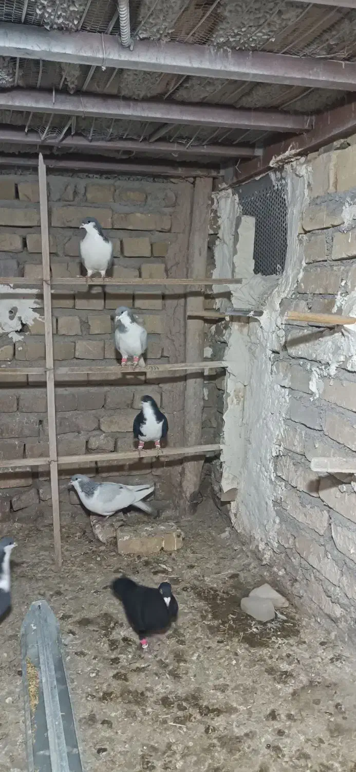 کبوتر رنگی|پرنده|محمدیه-قزوین, |دیوار