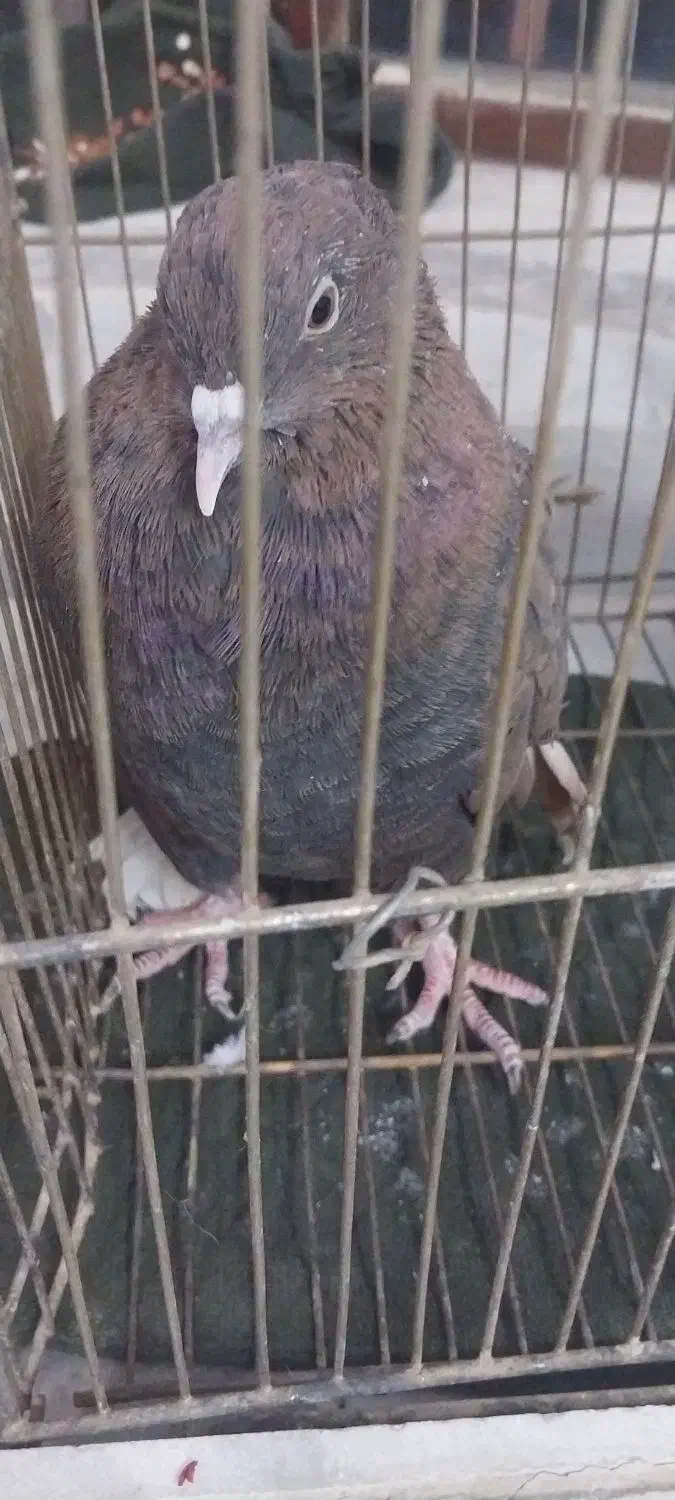 کفتر سالن سالم دونهای ۱۰۰ هزار تومان|پرنده|بیرجند, |دیوار