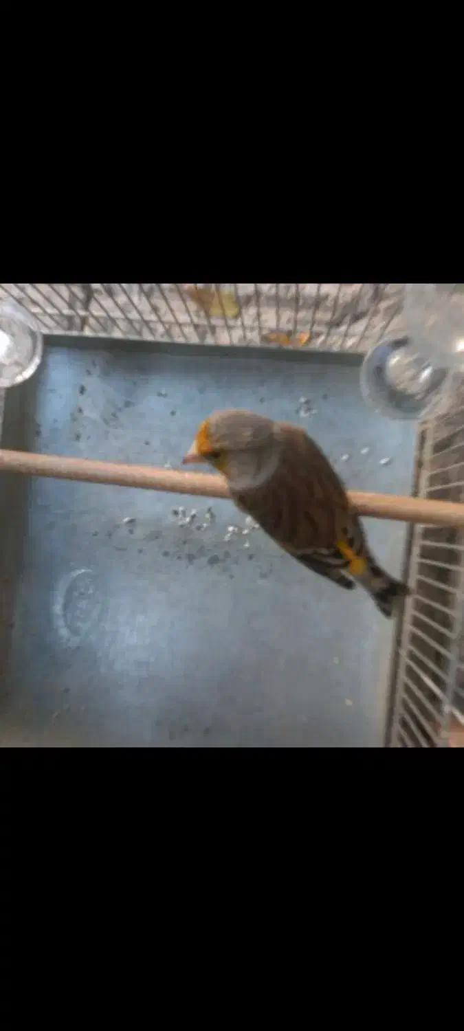 سهره قناری زیبا مست بخون|پرنده|قرچک, مهدیه|دیوار