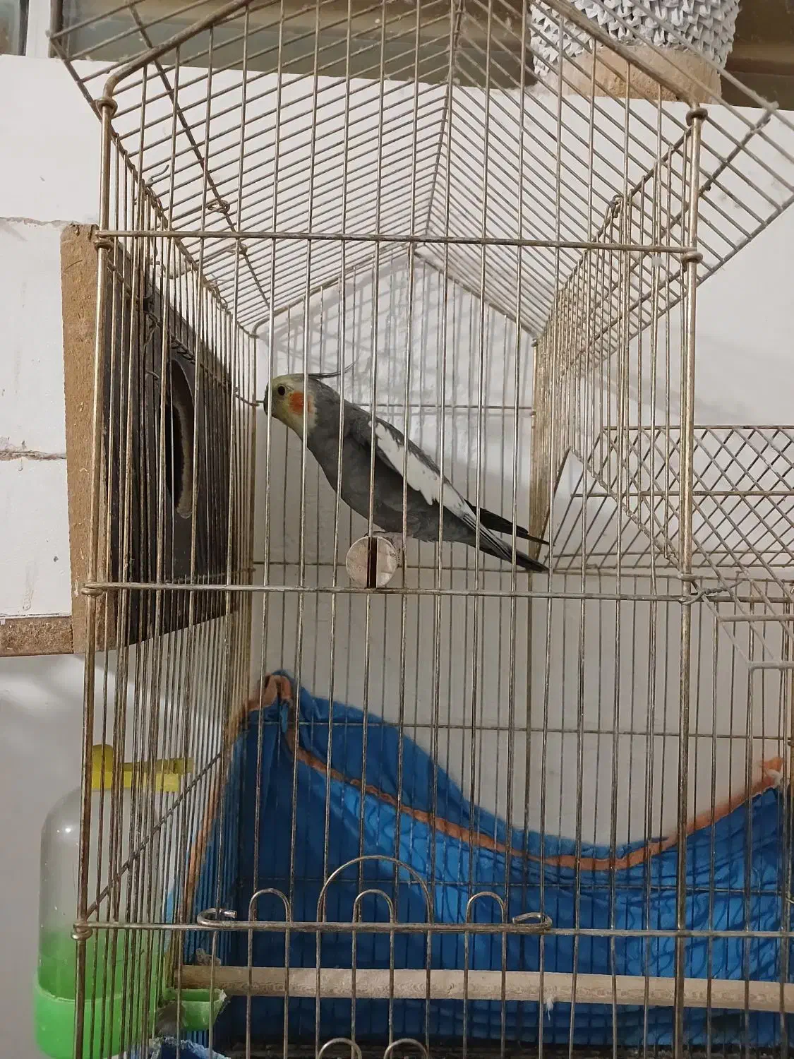 عروس هلندی جفت وجوجه سرلاکی|پرنده|رفسنجان, |دیوار