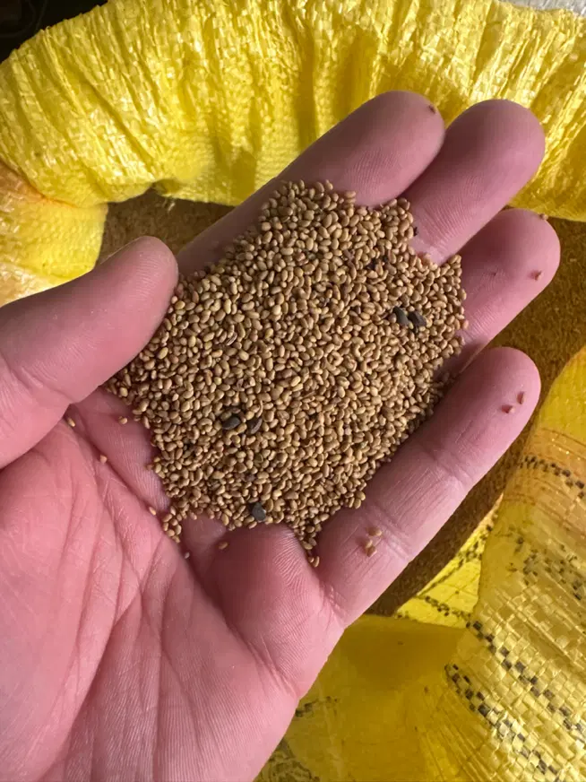 بذر یونجه|خدمات باغبانی و درختکاری|شاهین دژ, |دیوار