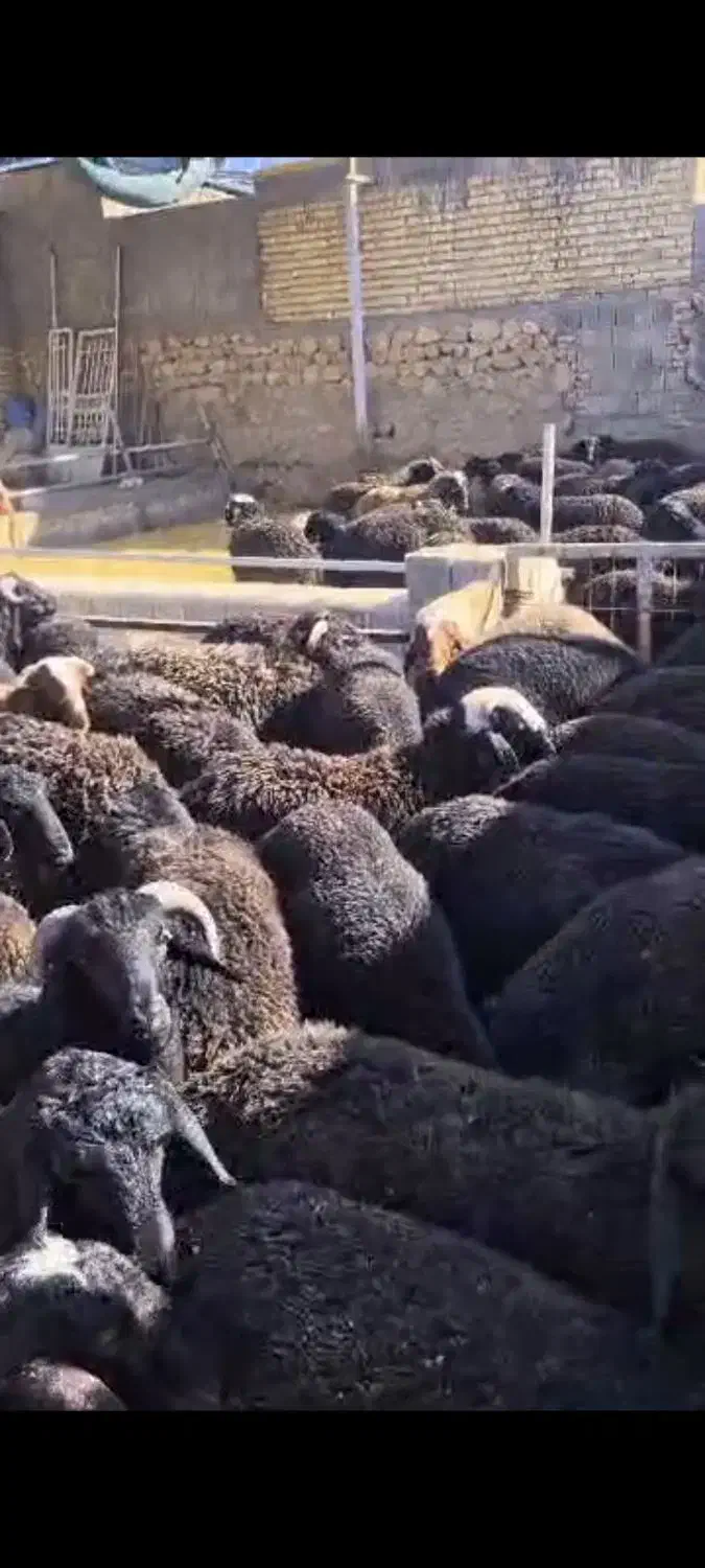 بره نر چاق درجه یک|حیوانات مزرعه|بندرلنگه, |دیوار