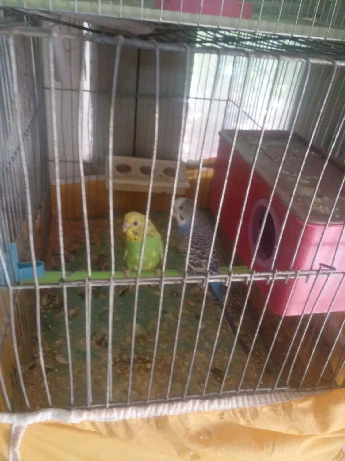 مرغ عشق|پرنده|مبارکه, |دیوار