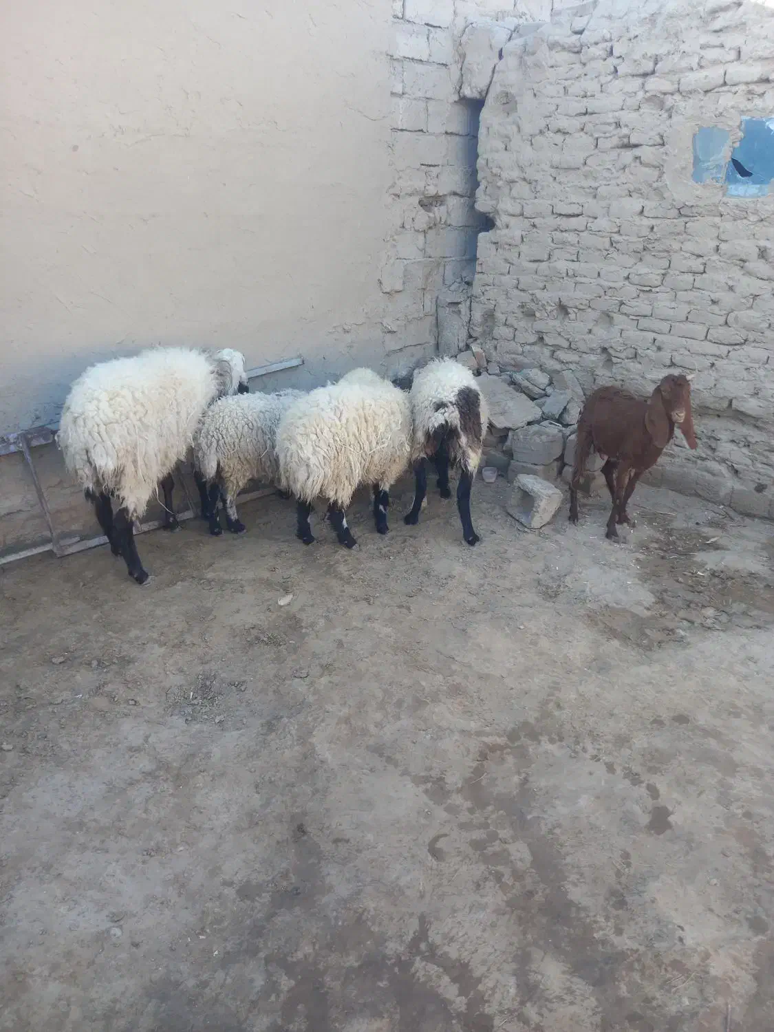 گوسفند وبره|حیوانات مزرعه|زابل, |دیوار
