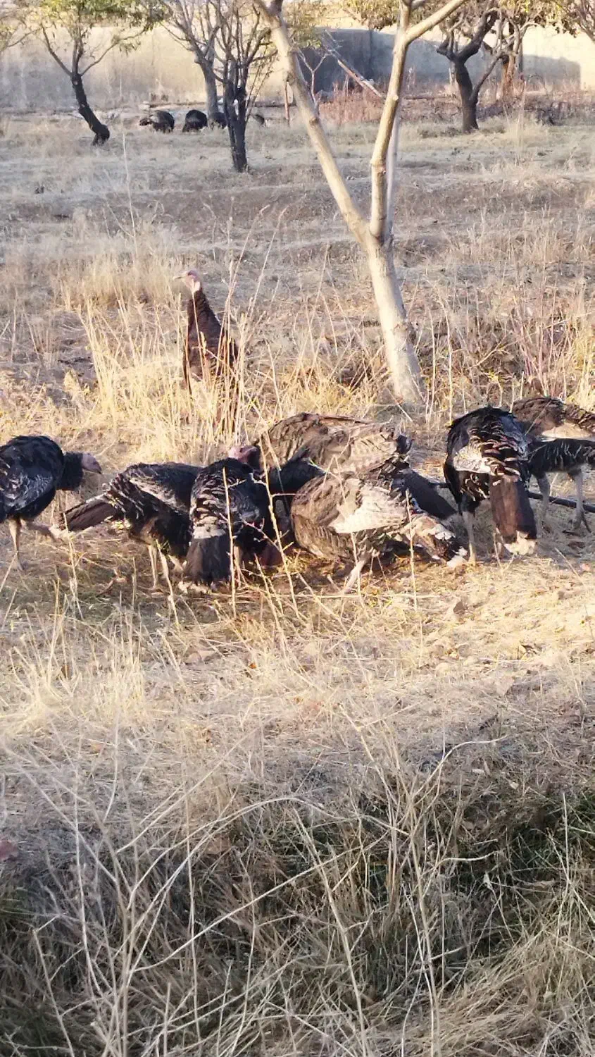 بوقلمون درشت وسرحال|حیوانات مزرعه|قیدار, |دیوار