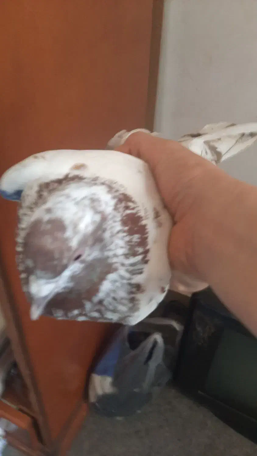 گبوتر|پرنده|تبریز, |دیوار