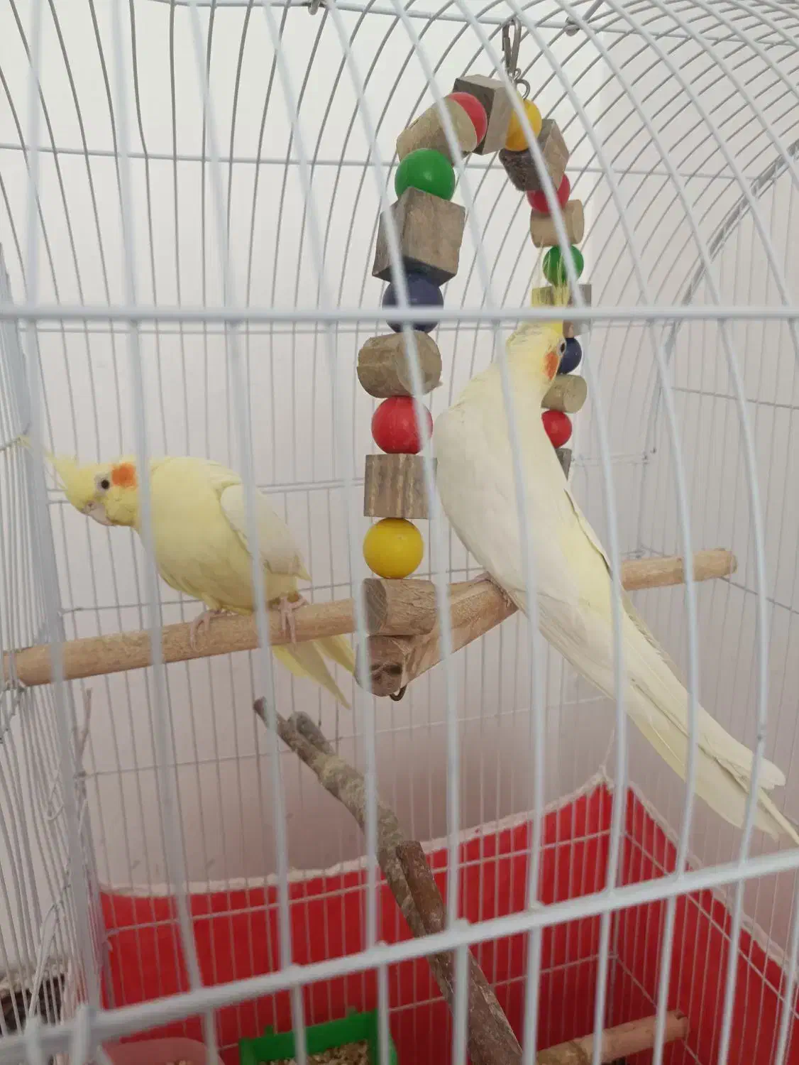 عروس هلندی|پرنده|کاشان, سیفی آباد|دیوار