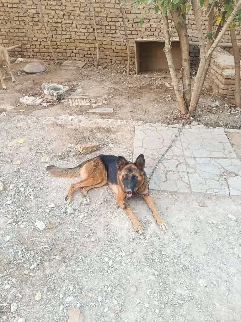 فروش سگ|سگ|خاوران, |دیوار