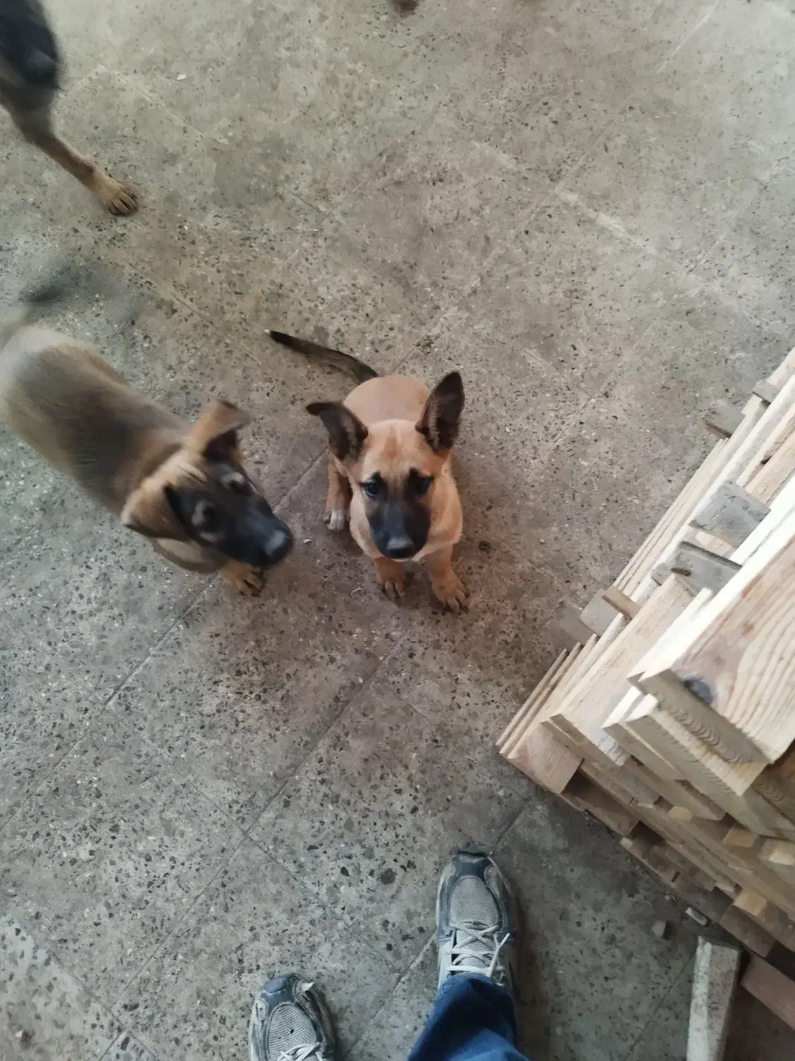 سگ مالینویز|سگ|آستارا, |دیوار