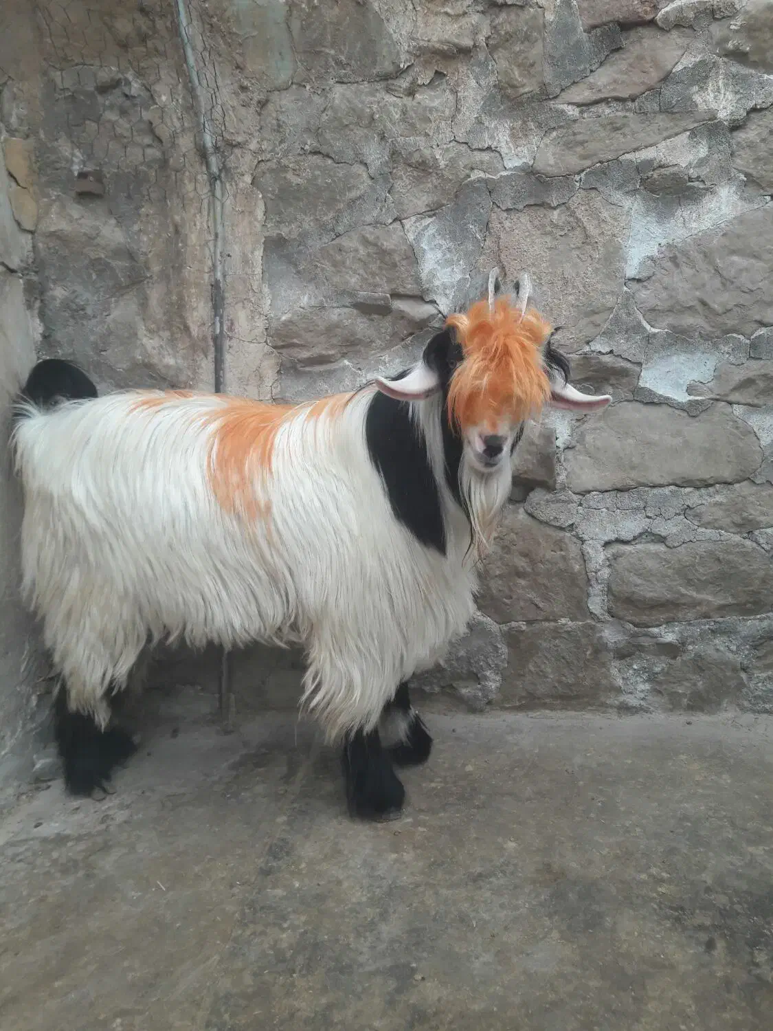 بیگ‌نر|حیوانات مزرعه|مسجد سلیمان, |دیوار