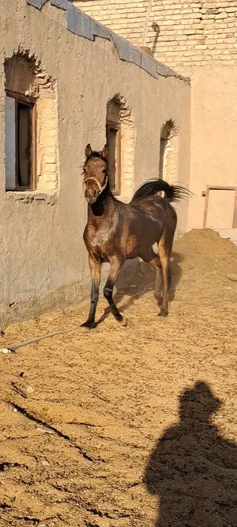 کره نریان کرد|اسب و تجهیزات اسب‌سواری|شراء, |دیوار