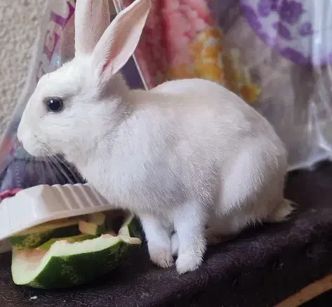 خرگوش بالغ|موش و خرگوش|فولادشهر, مسکن مهر فولادشهر|دیوار