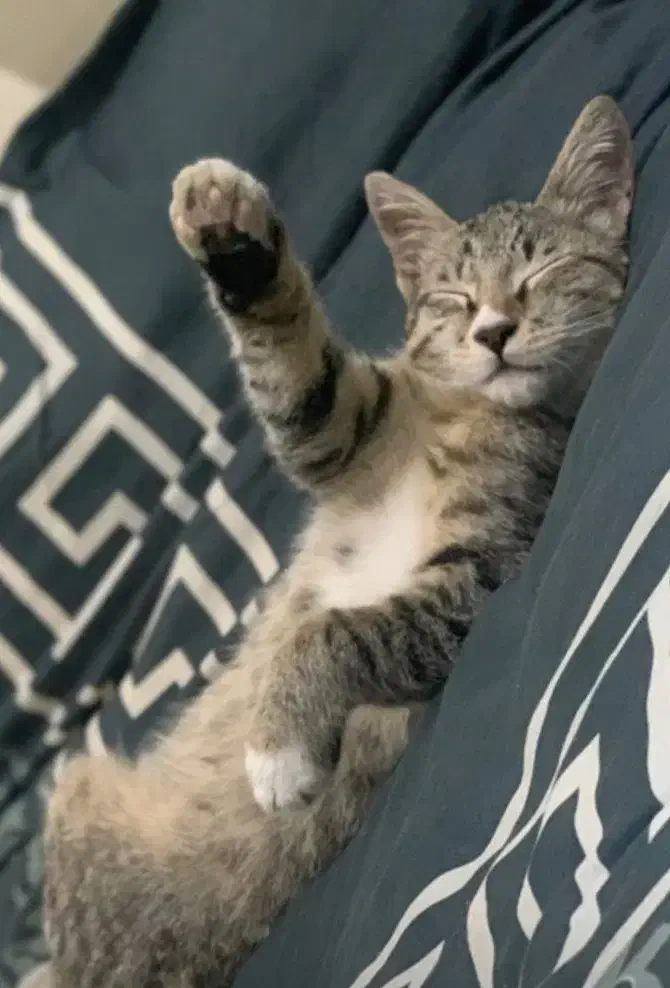 گربه واگذاری|گربه|گرگان, |دیوار