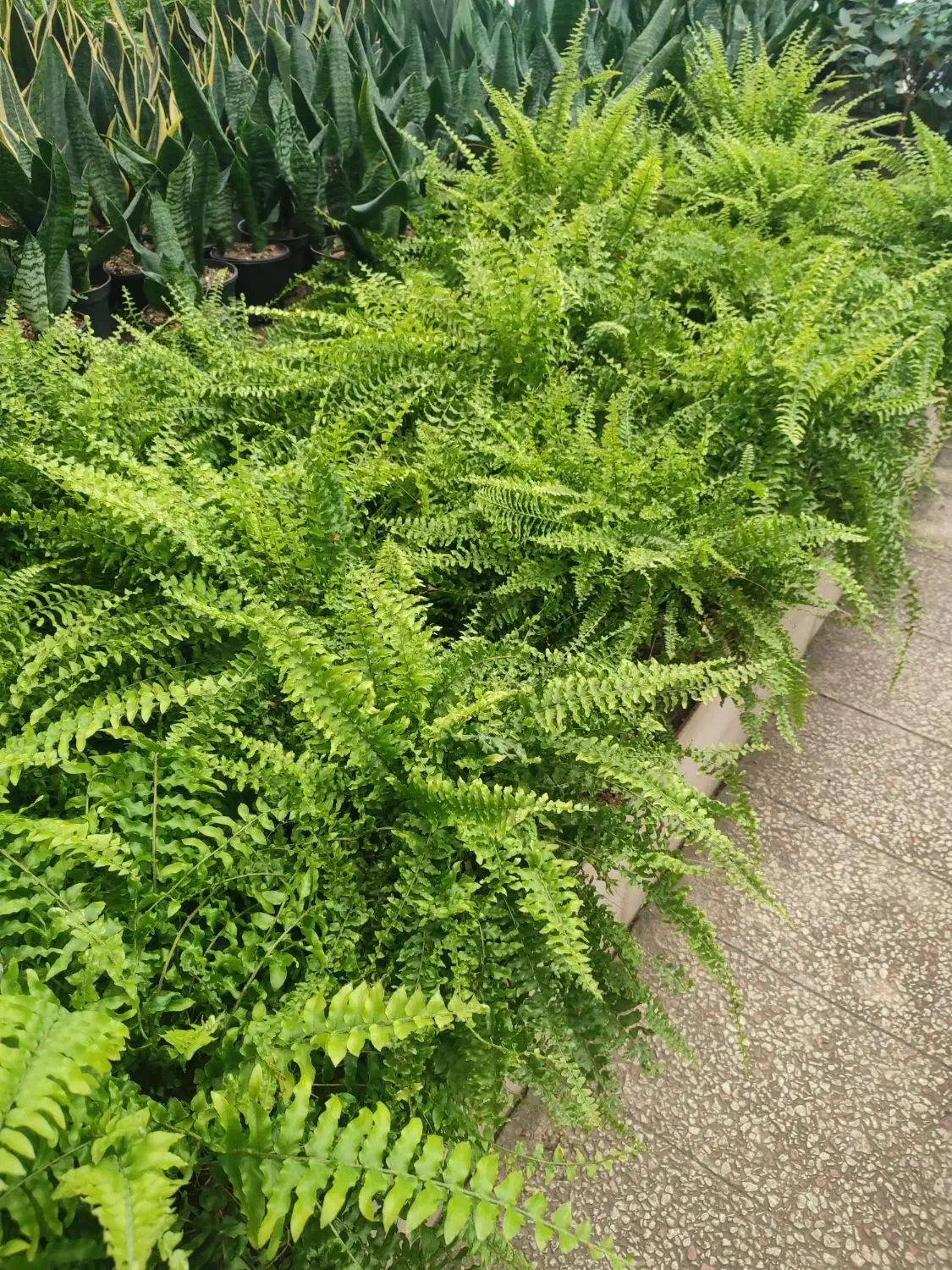 فروش گل های آپارتمانی|گل و گیاه طبیعی|کرج, جهان‌شهر|دیوار