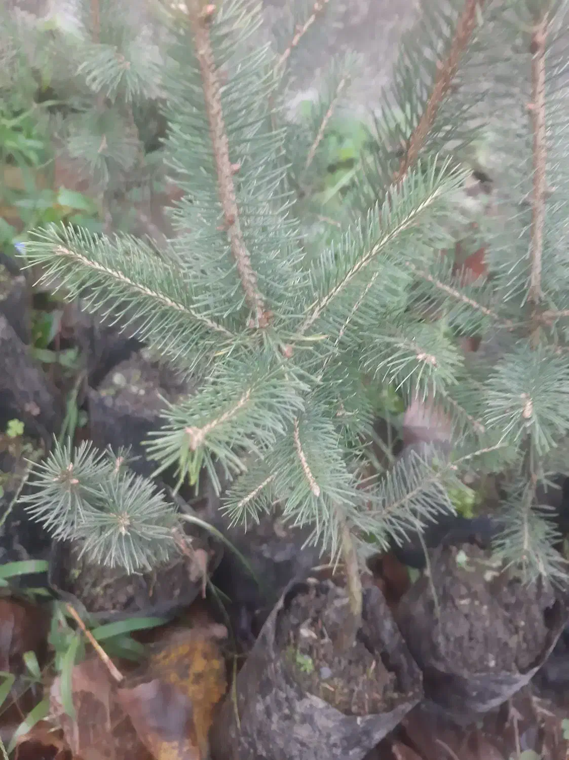 فروش سدروس  نایلکسی ریشه پرس|گل و گیاه طبیعی|رودسر, |دیوار