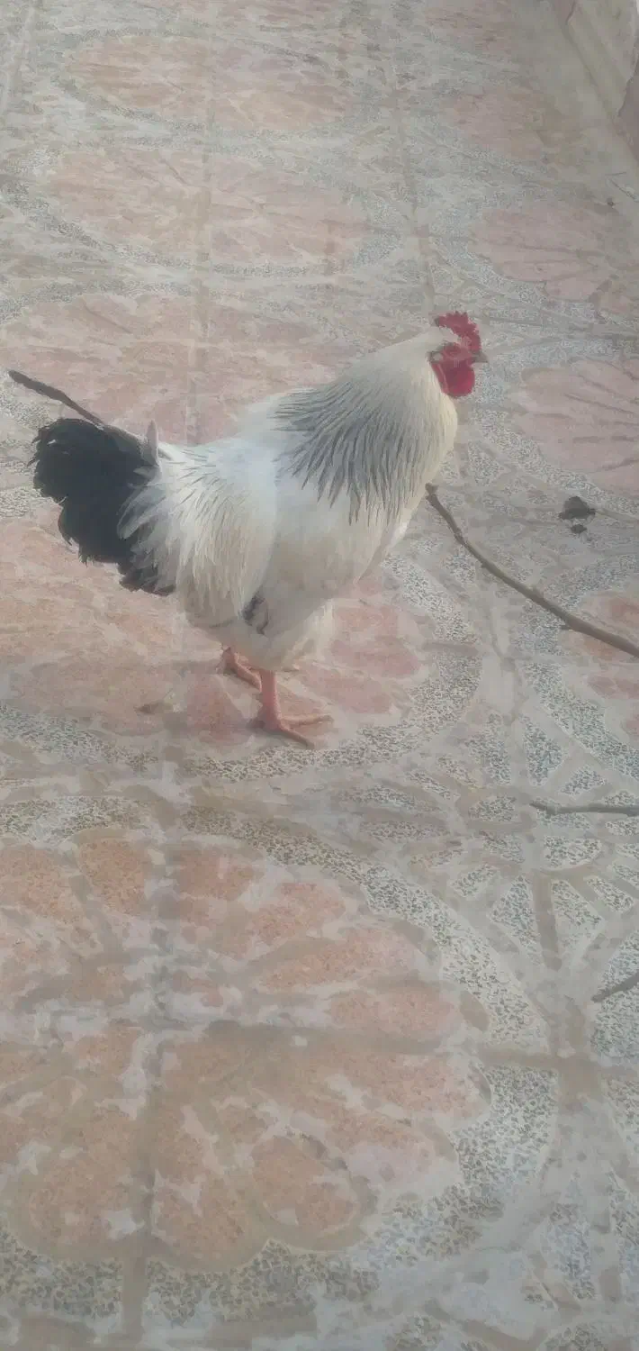 خروس محلی|حیوانات مزرعه|کنگاور, |دیوار