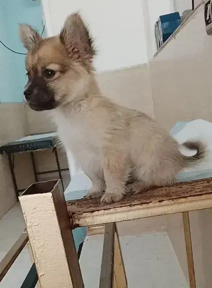 سگ خانگی|سگ|مریوان, |دیوار