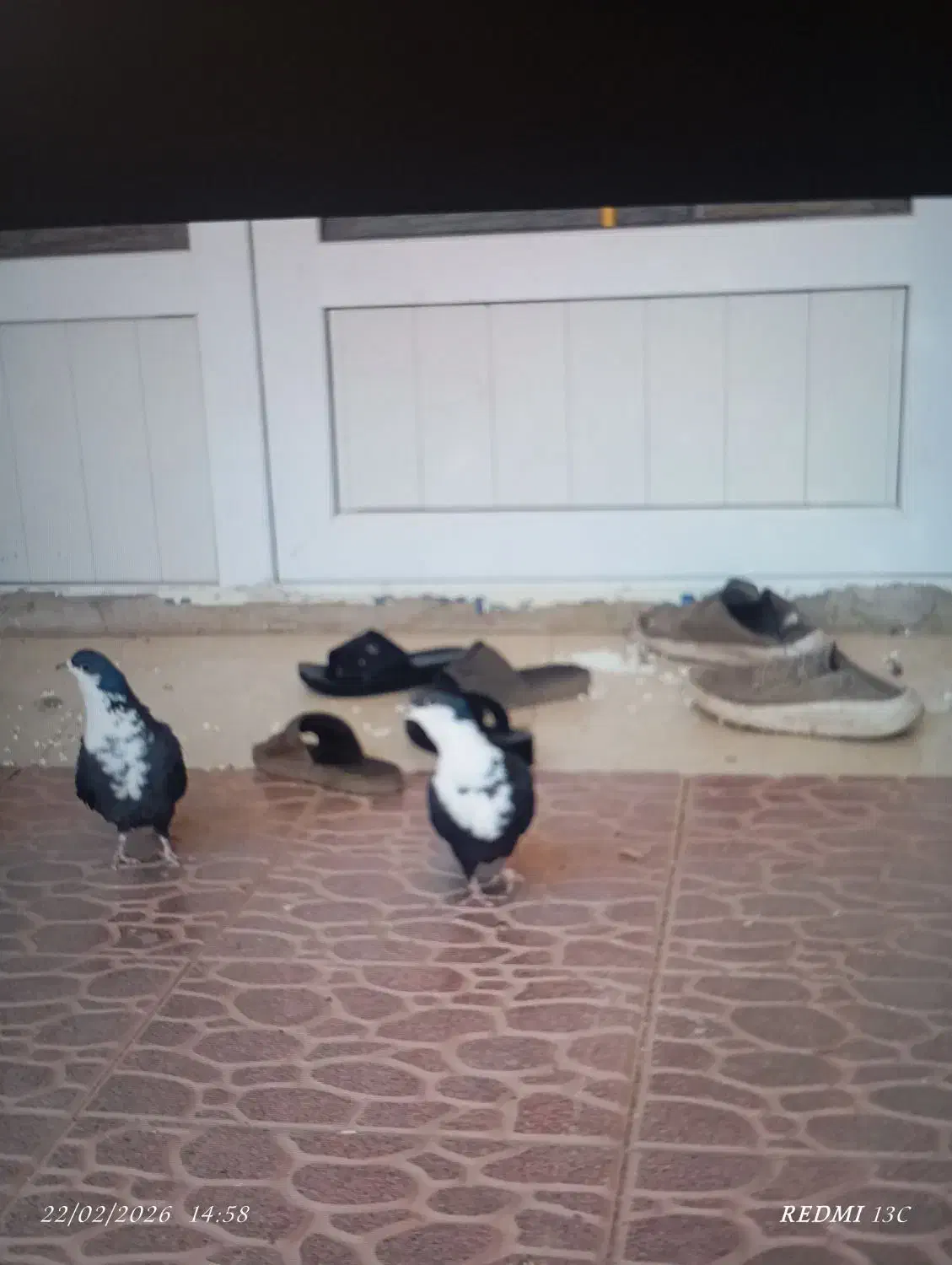 ریشی|پرنده|یزدان شهر, |دیوار