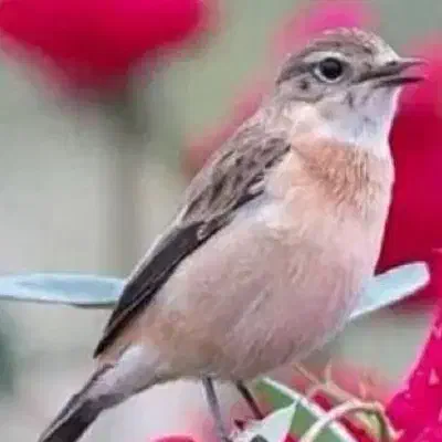 راهنمایی درمورد عفونت ریه|فعالیت داوطلبانه|کرمان, |دیوار