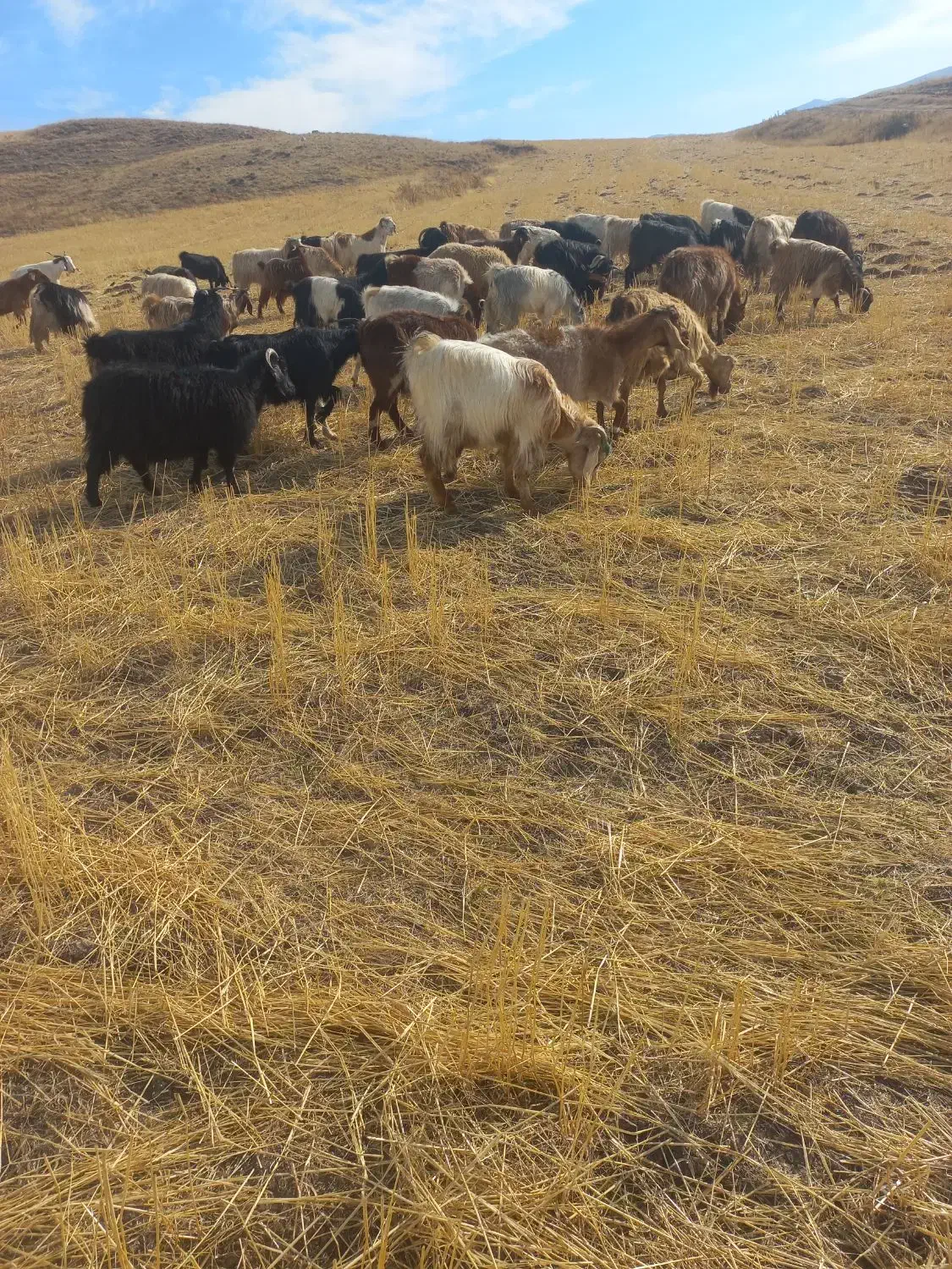 ۱۰عدد بزجوان مال ی حیاط|حیوانات مزرعه|اهر, |دیوار