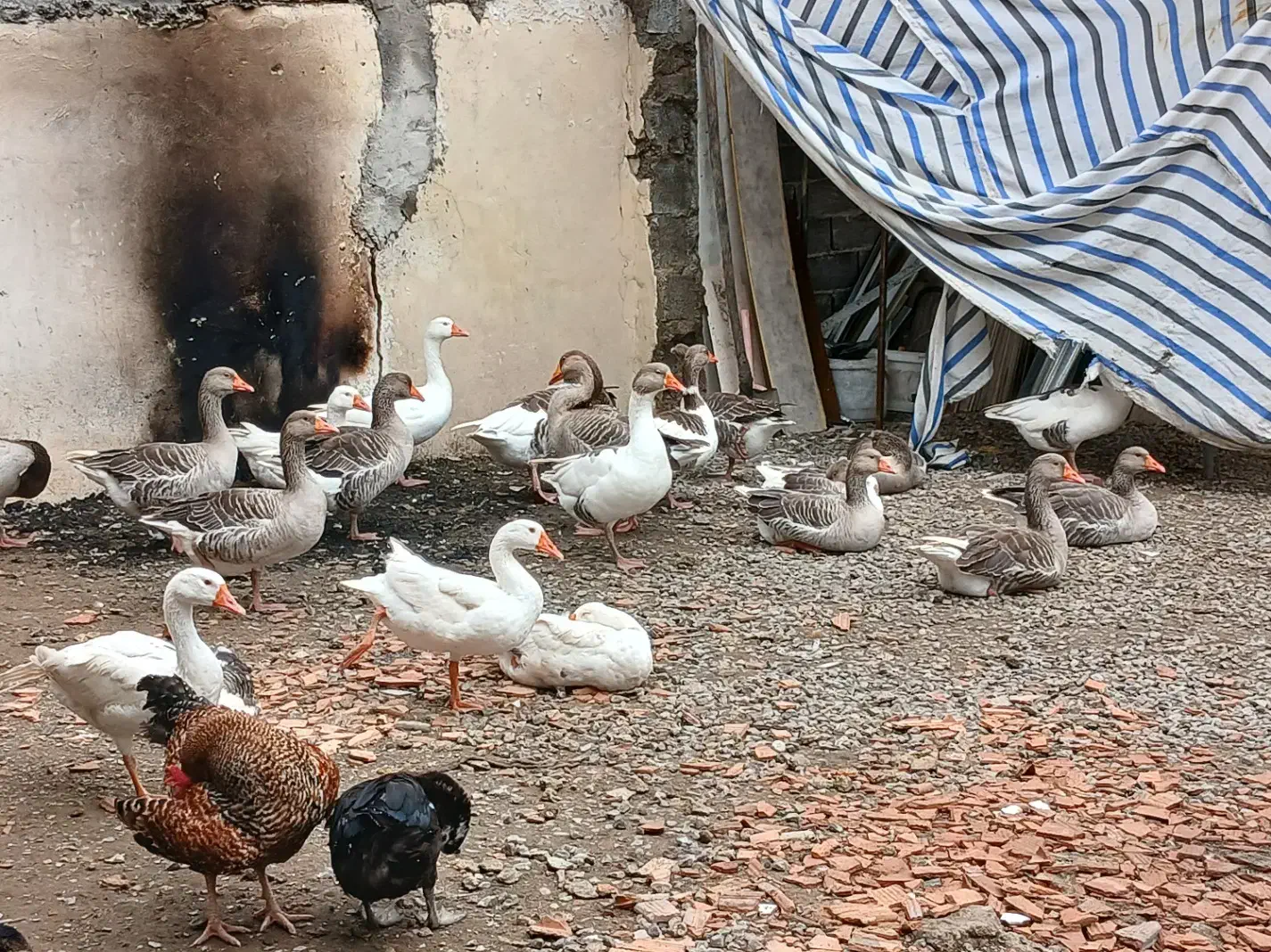 فروش عمده غاز اردک خارجی|حیوانات مزرعه|ساری, |دیوار