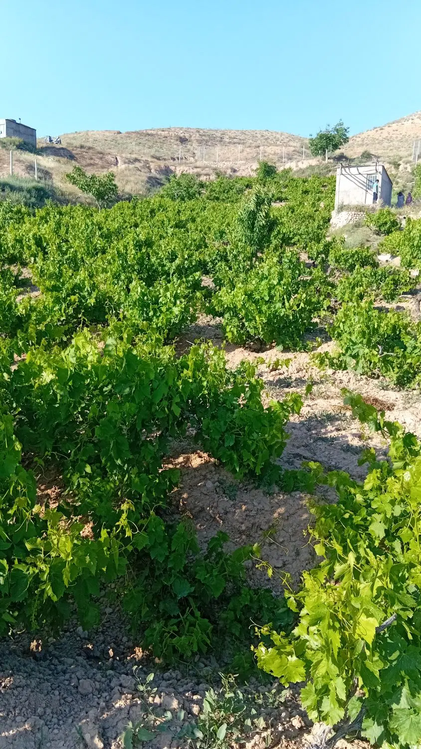 باغ میمی|فروش زمین و ملک کلنگی|شیروان (خراسان), |دیوار