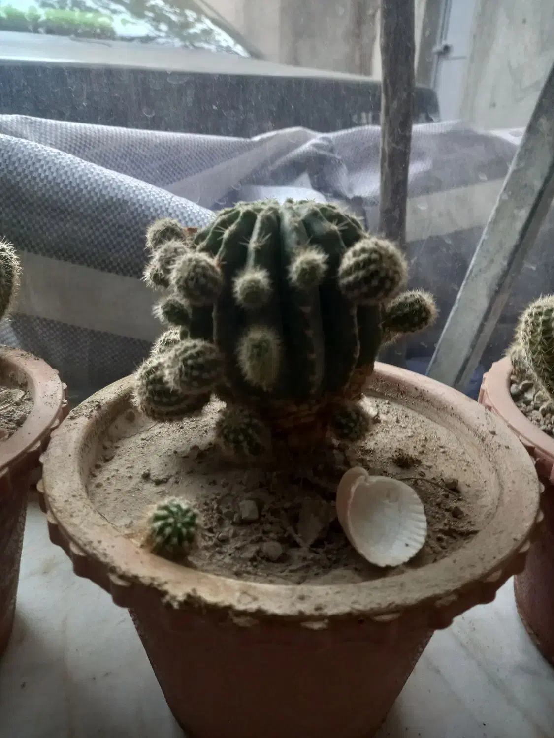 کاکتوس|گل و گیاه طبیعی|مراغه, |دیوار