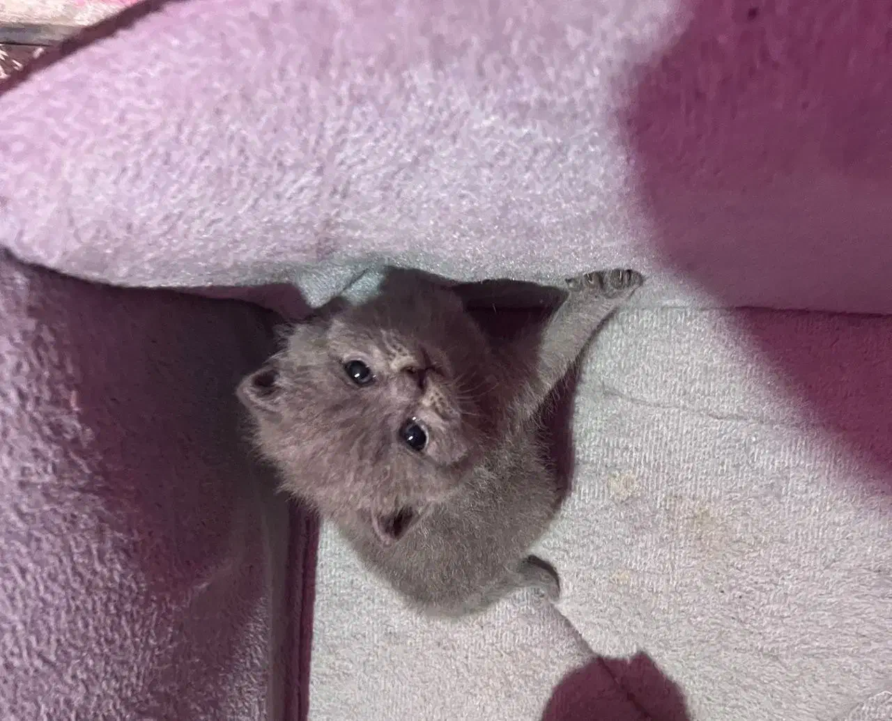 توله گربه اسکاتیش|گربه|بوشهر, |دیوار