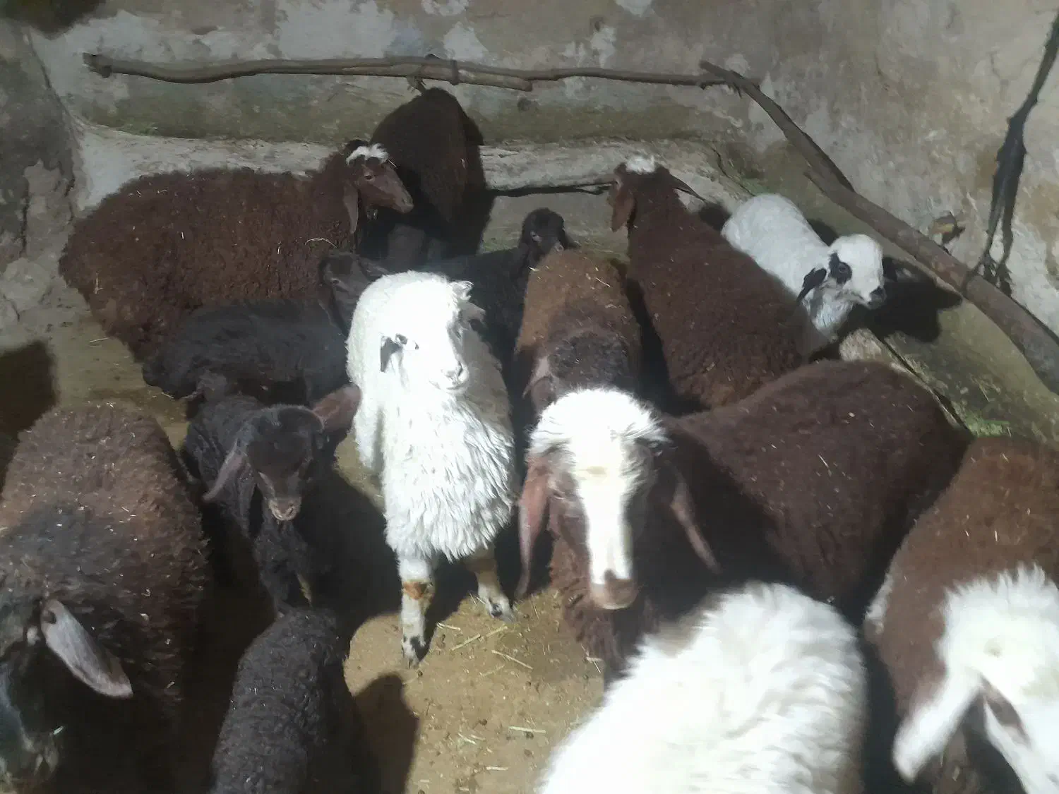 بره  شیری|حیوانات مزرعه|فیروزآباد (لرستان), |دیوار