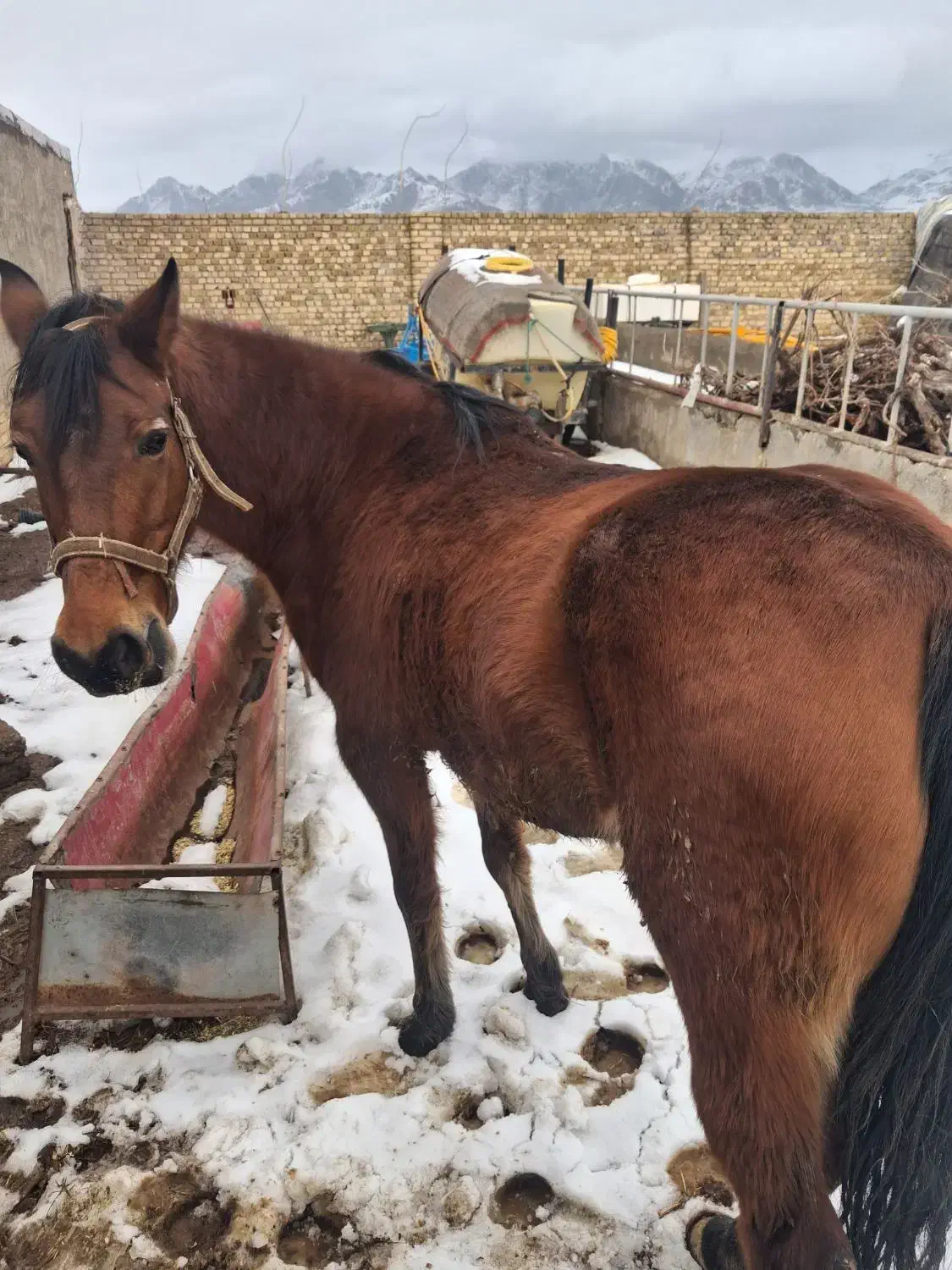 اسب|اسب و تجهیزات اسب‌سواری|ابهر, |دیوار