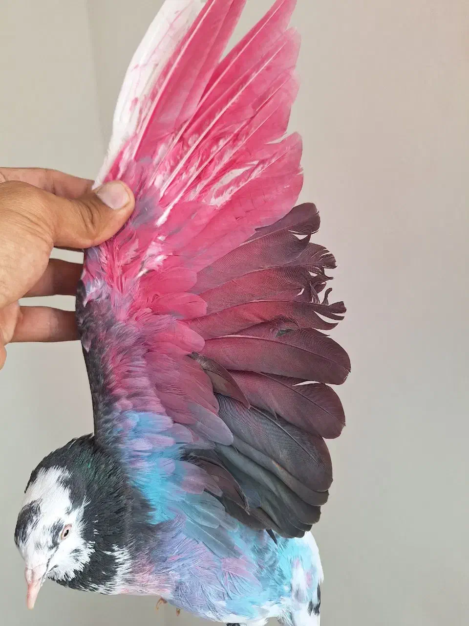 کبوتر جوجه|پرنده|قم, نیروگاه|دیوار