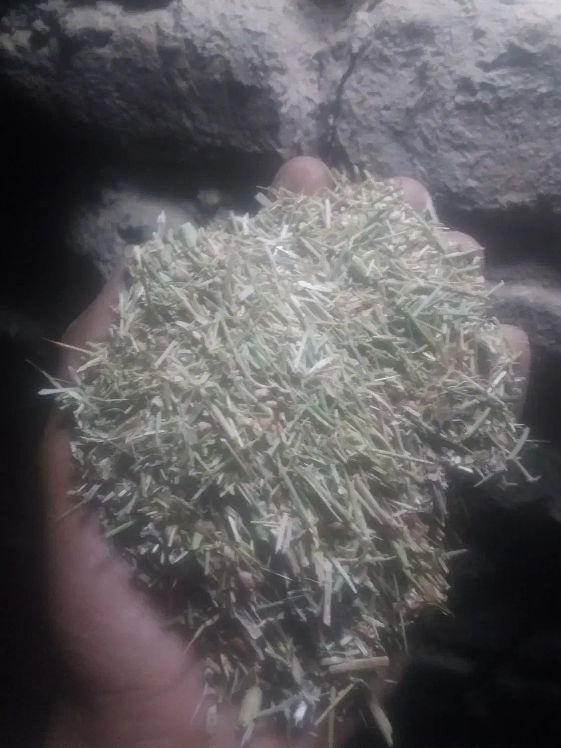 خار پردانه|حیوانات مزرعه|رضویه, |دیوار