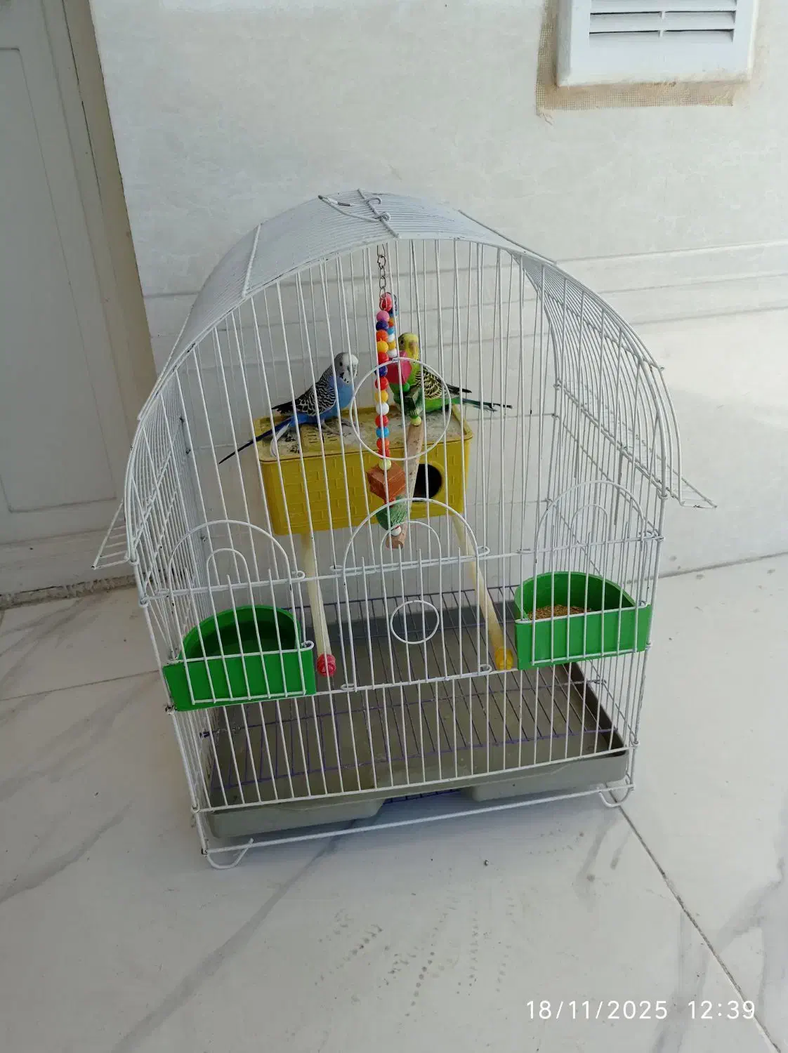 مرغ عشق نر و ماده|پرنده|بهبهان, |دیوار