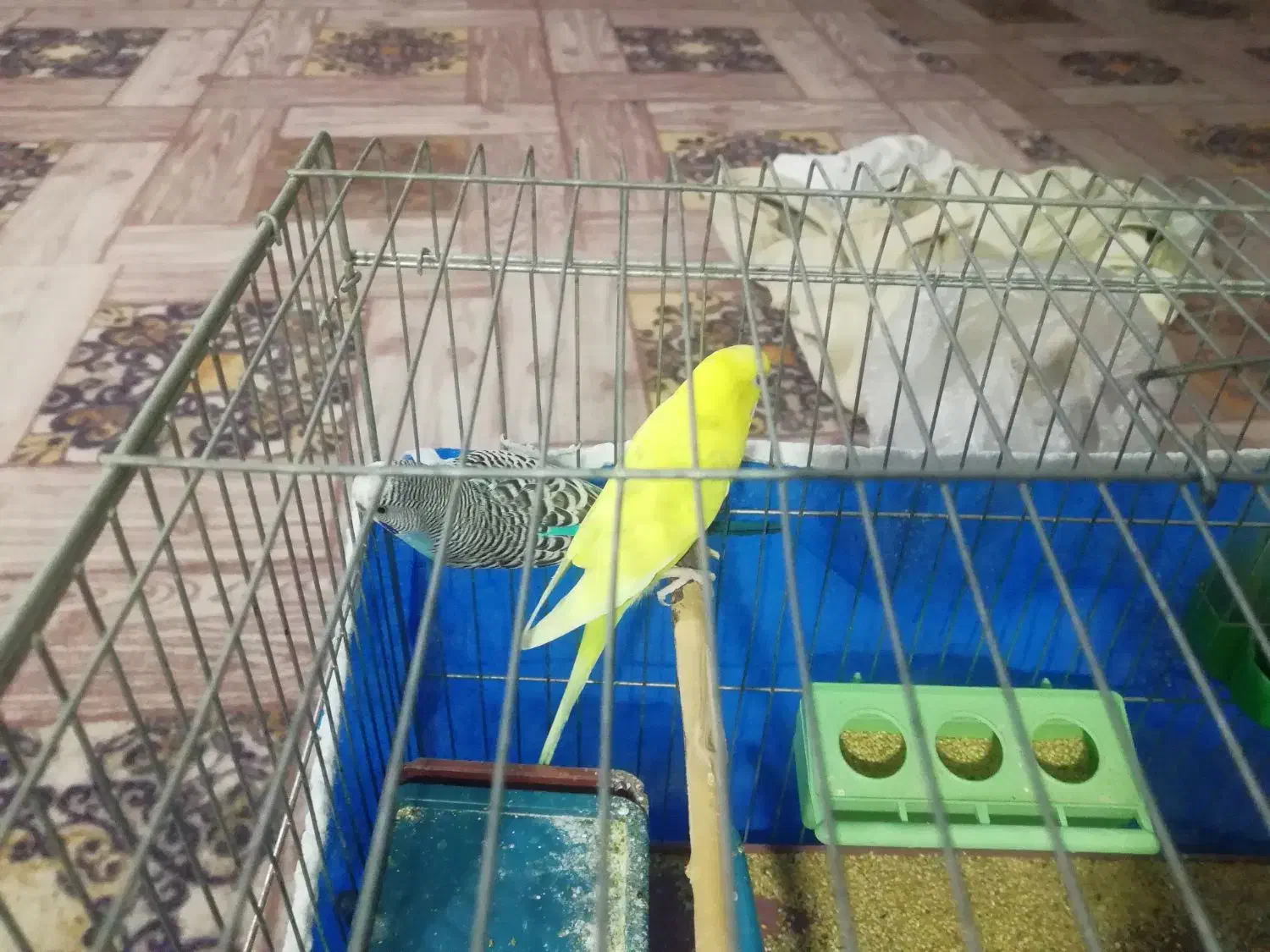 مرغ عشق|پرنده|یاسوج, |دیوار