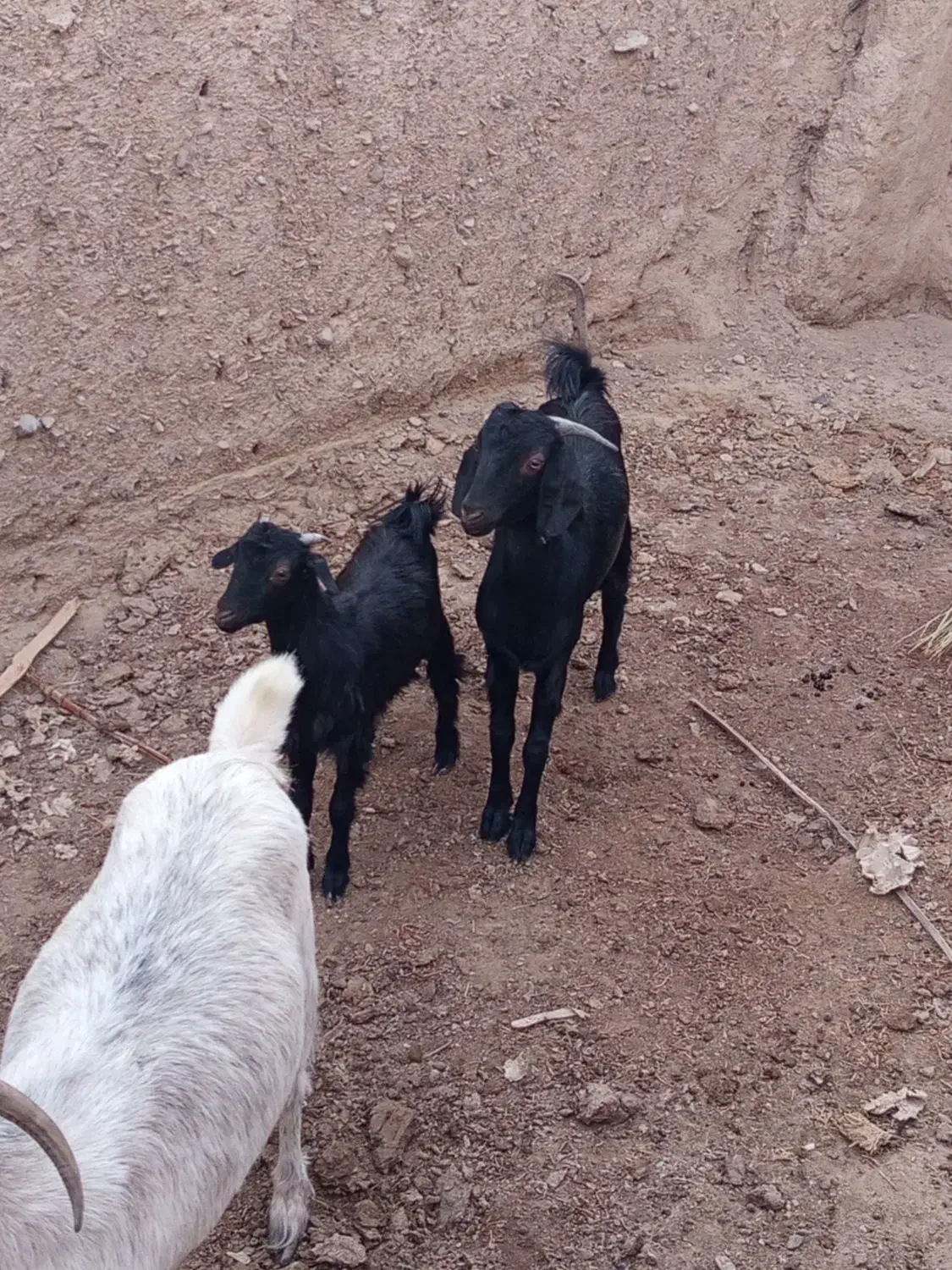 بز همراه دوشنک نر|حیوانات مزرعه|مهرستان, |دیوار