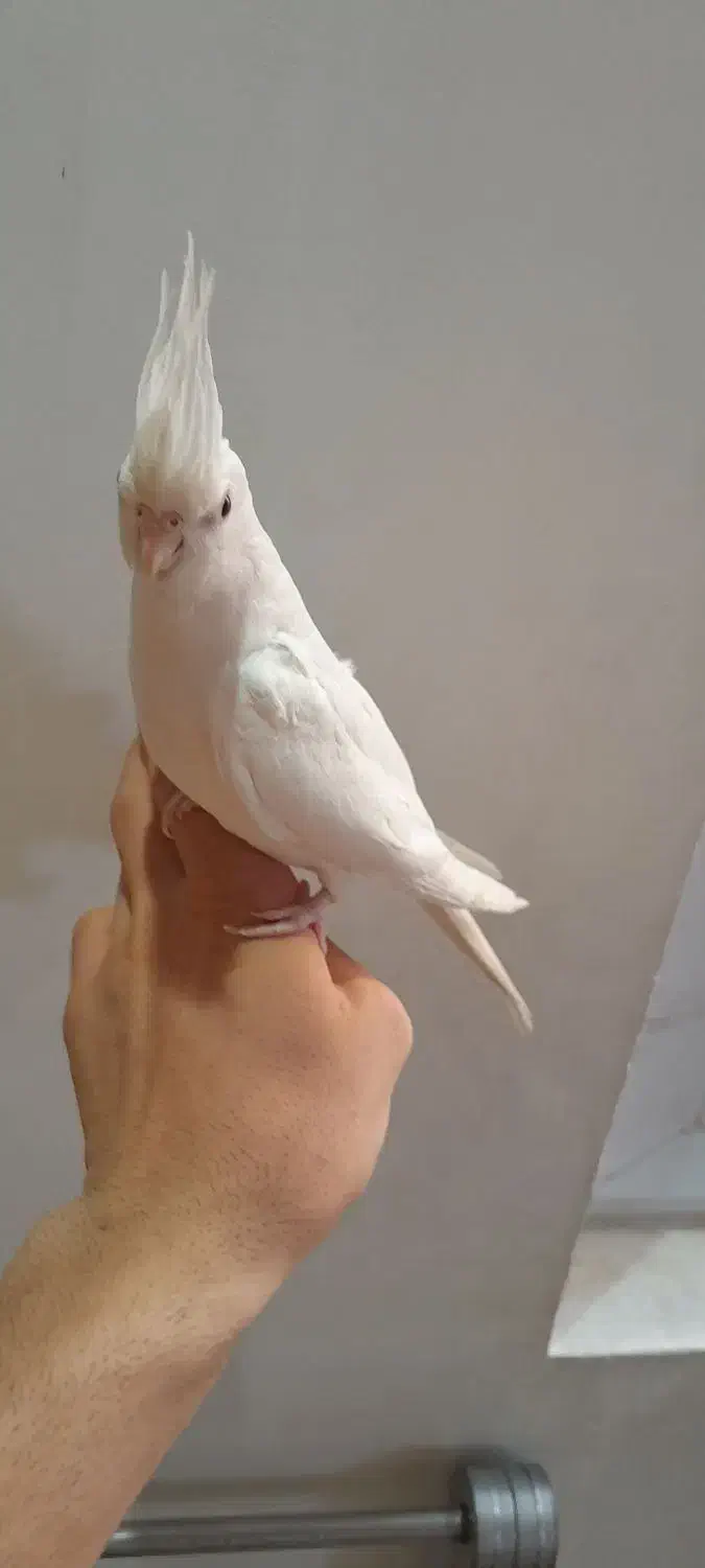 عروس هلندی آلبینو|پرنده|ری, امین آباد|دیوار