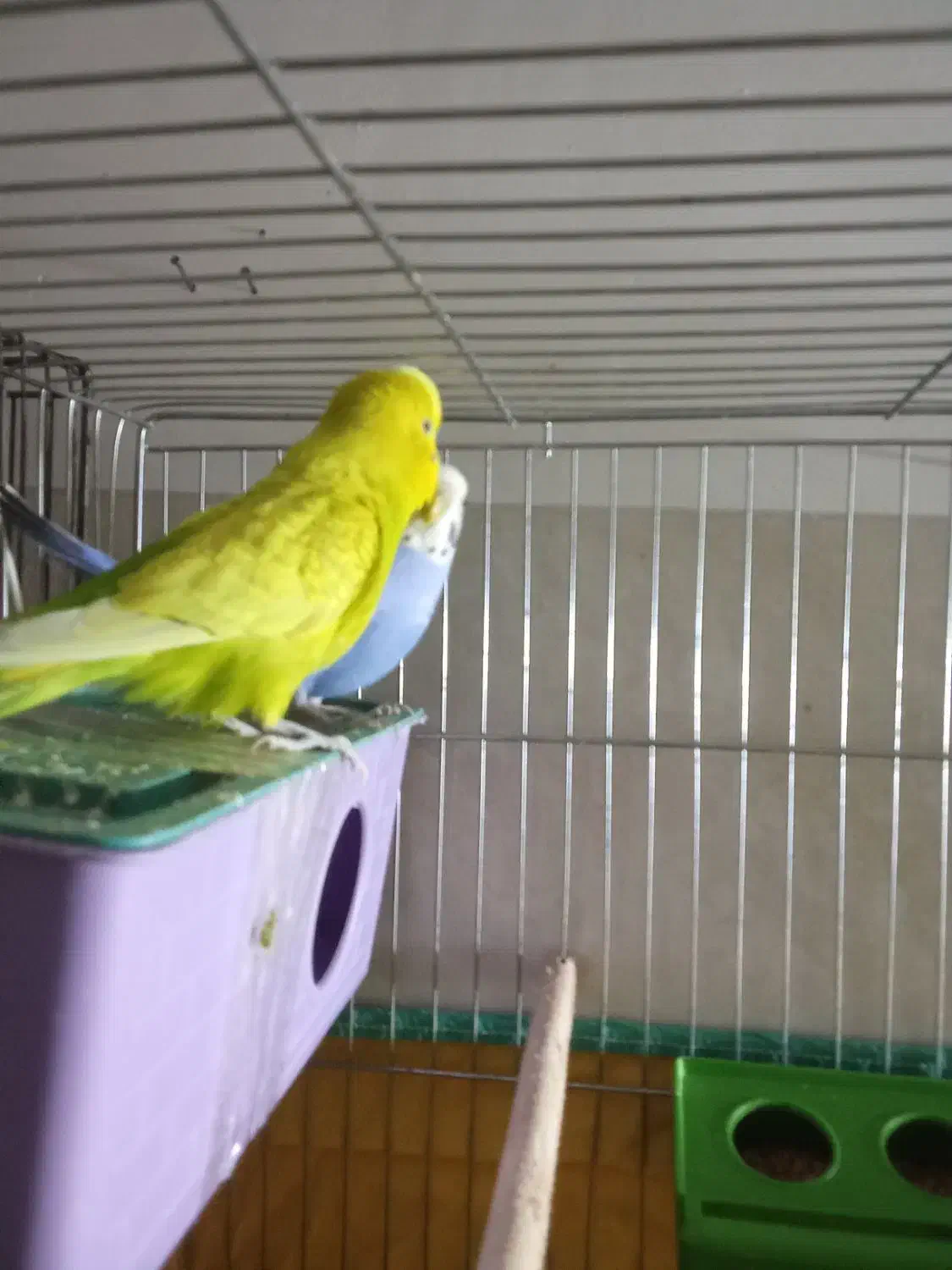 دوجفت مرغ عشق مولد معاوضه بافنچ|پرنده|یزد, |دیوار