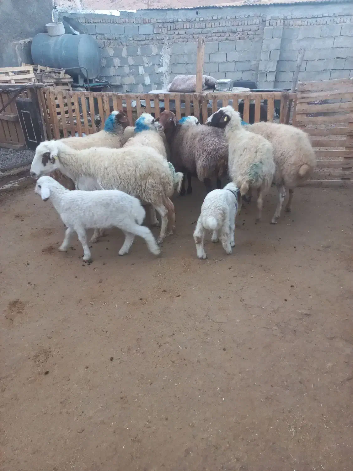 میش ابستن وزاییده|حیوانات مزرعه|دورود, |دیوار